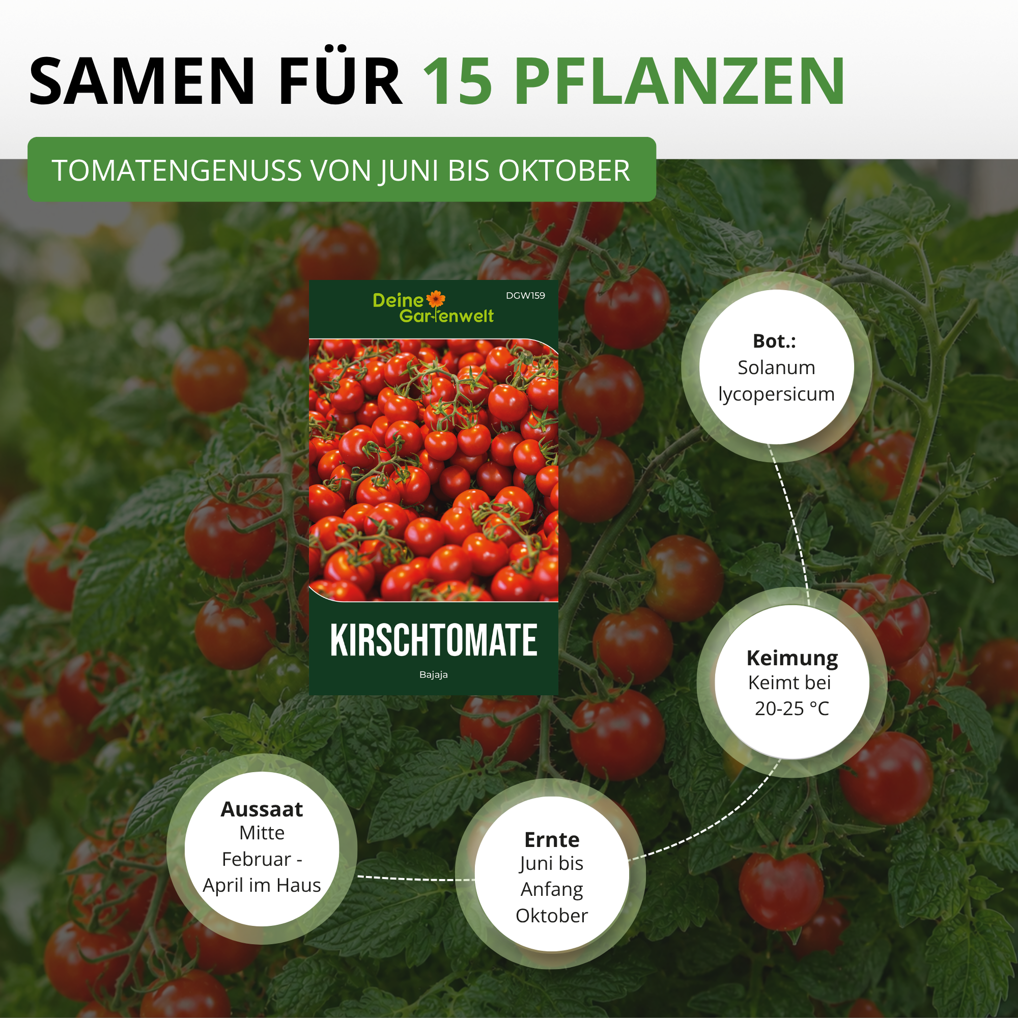Kirschtomate Bajaja Saatgut