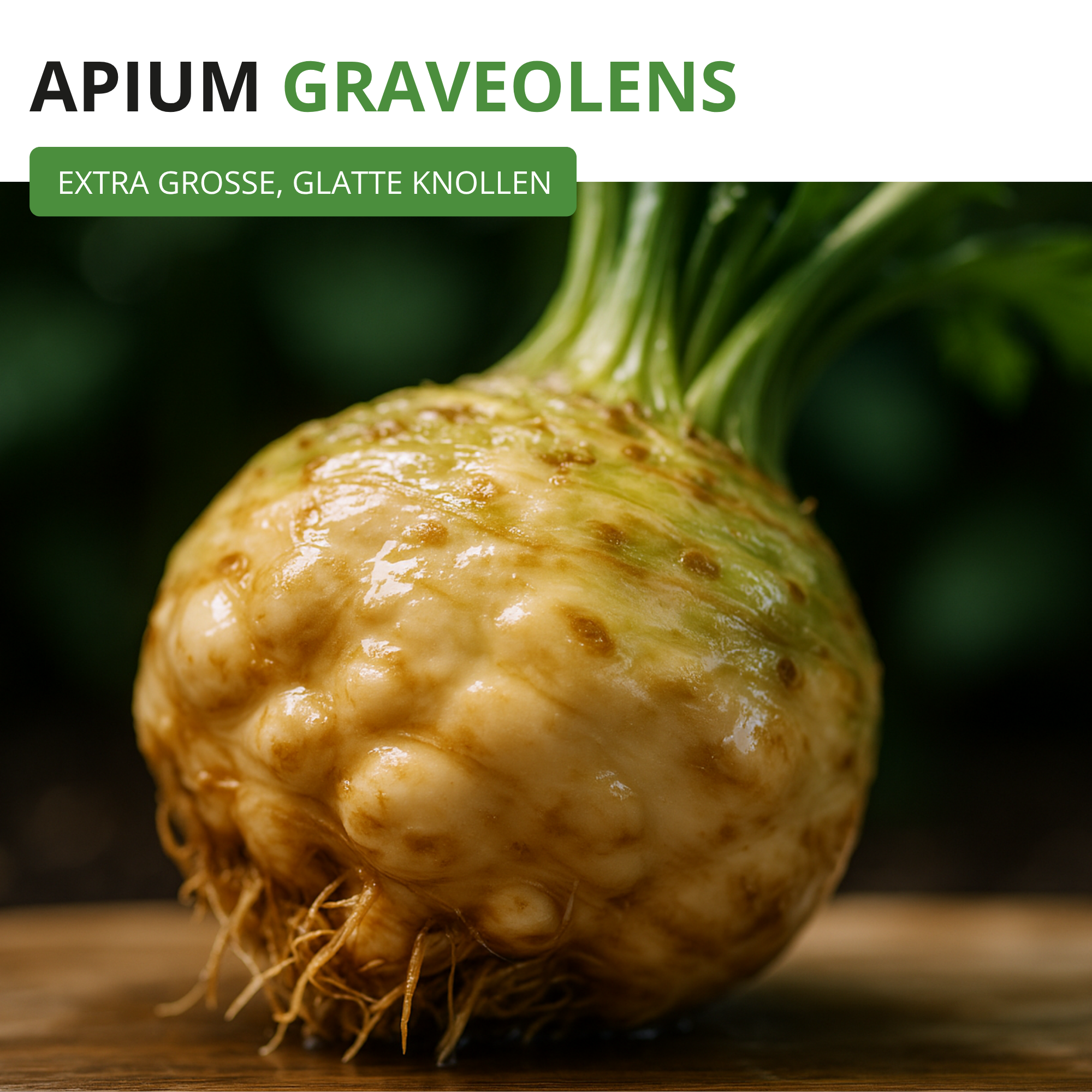 Knollensellerie Goliath