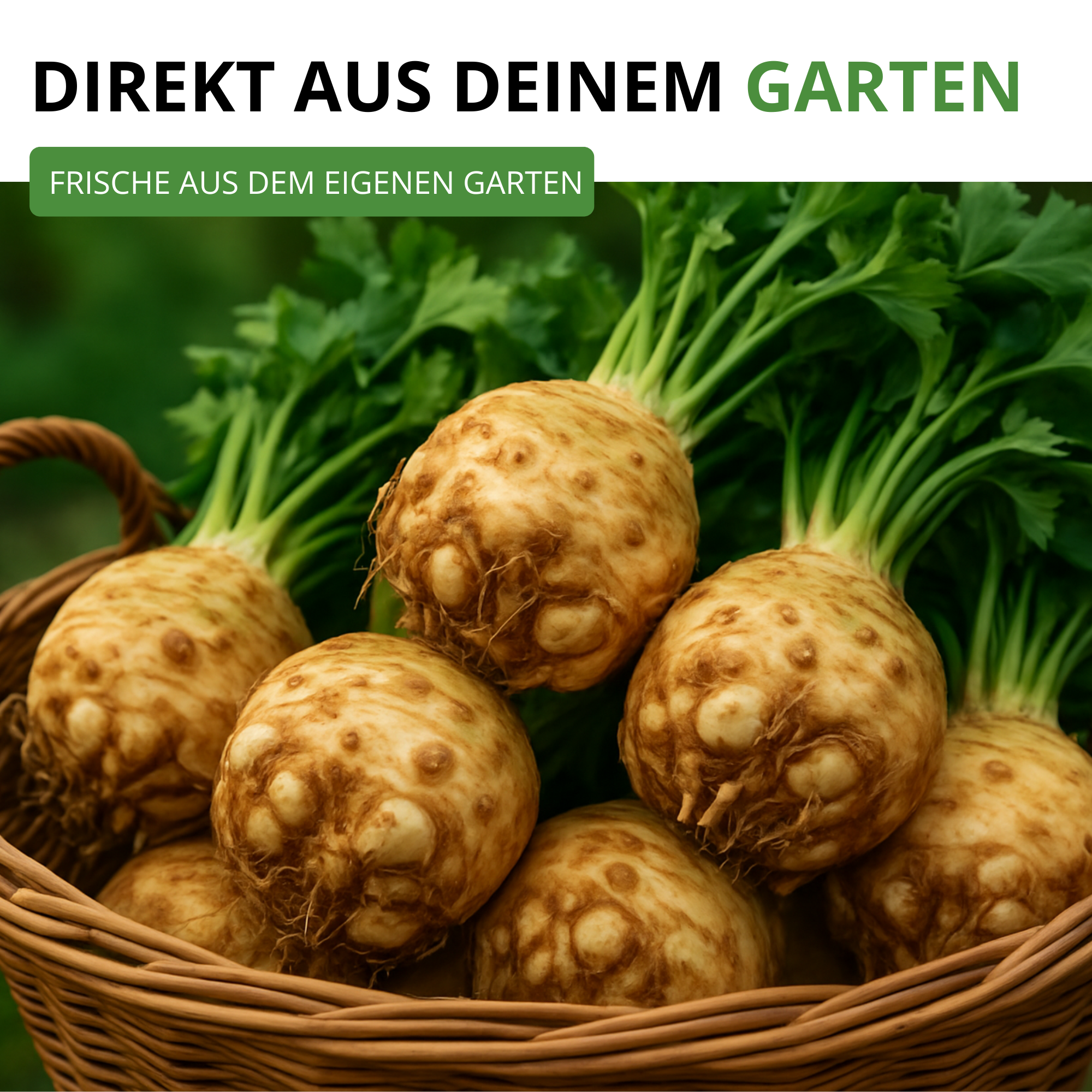 Knollensellerie Goliath