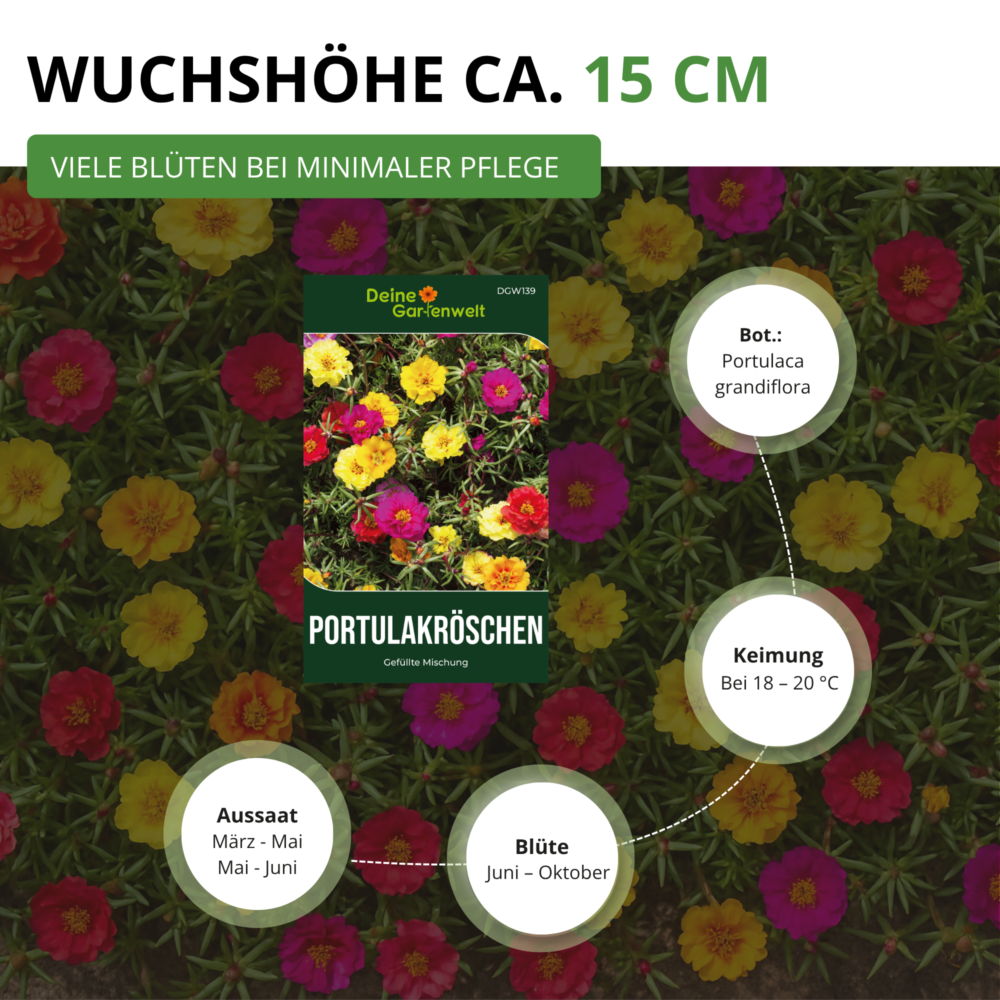 Portulakröschen Gefüllte Mischung