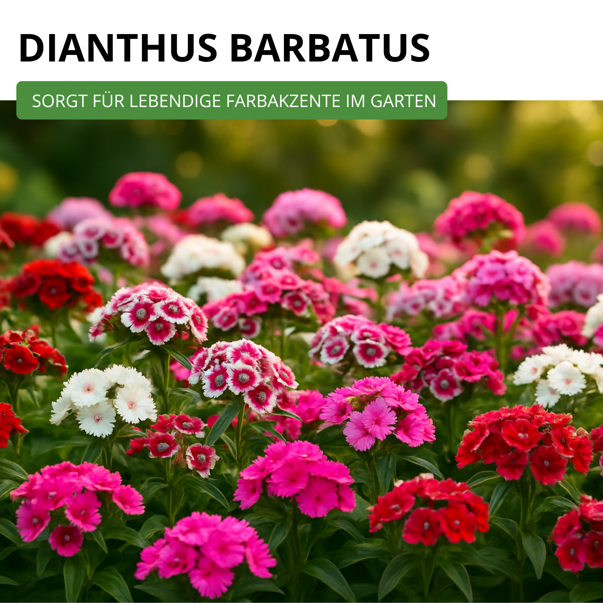 Bartnelke Gefüllte Mischung