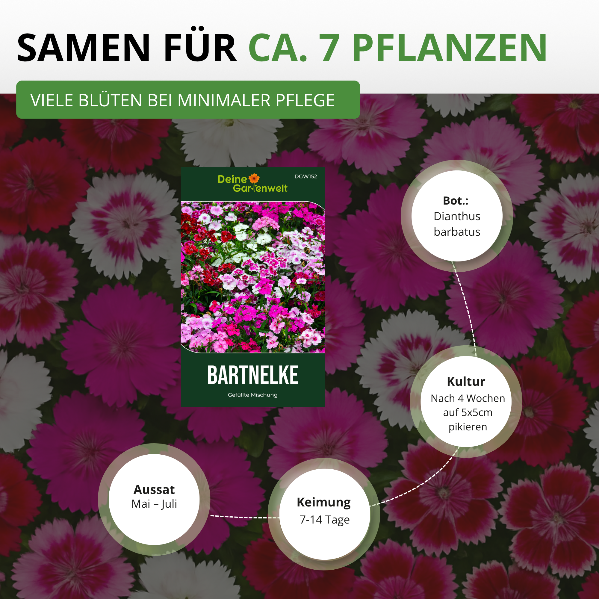 Bartnelke Gefüllte Mischung