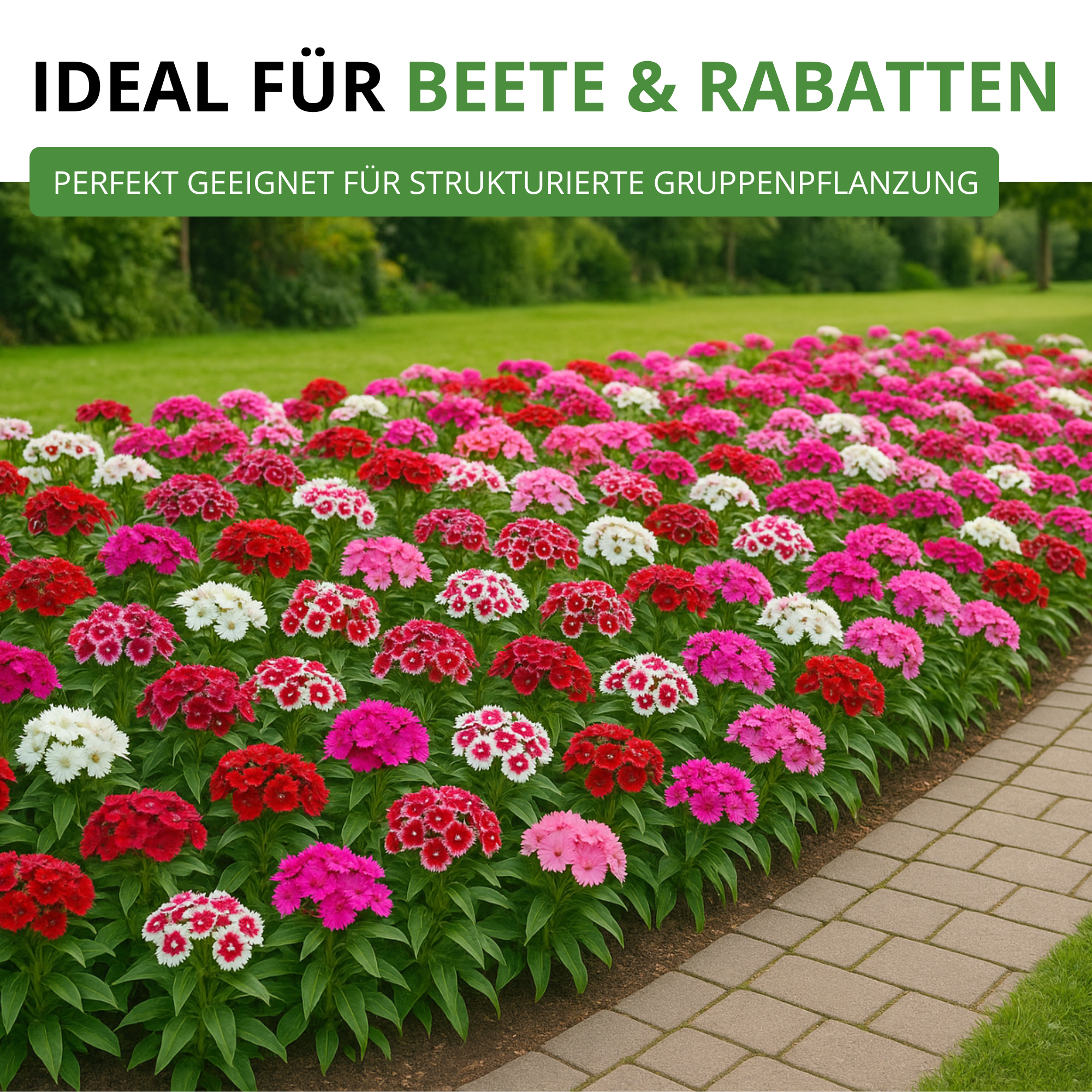 Bartnelke Gefüllte Mischung