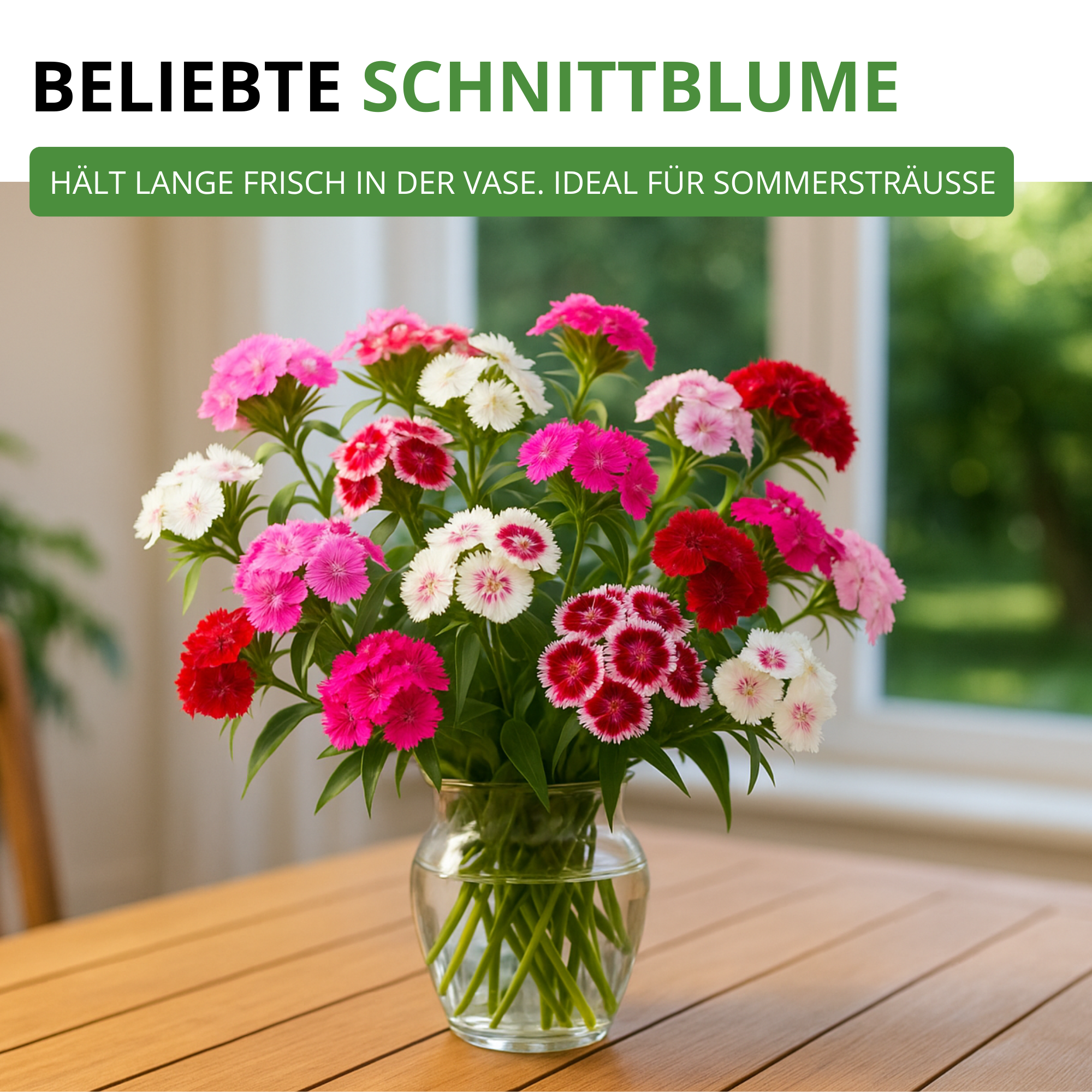 Bartnelke Gefüllte Mischung