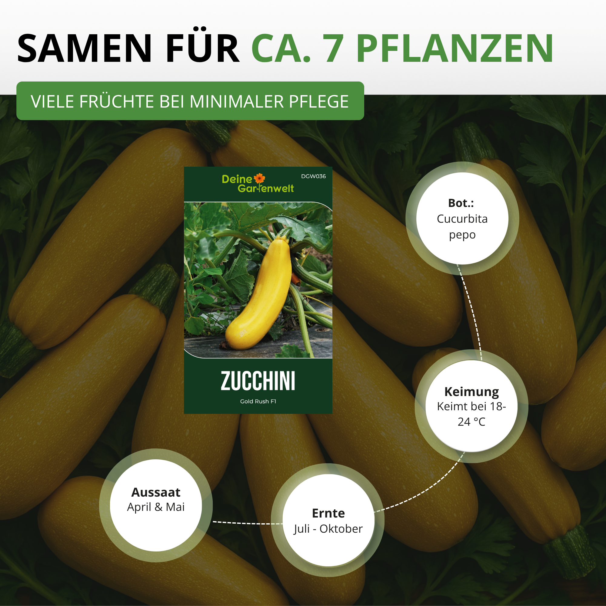 Zucchini Gold Rush F1