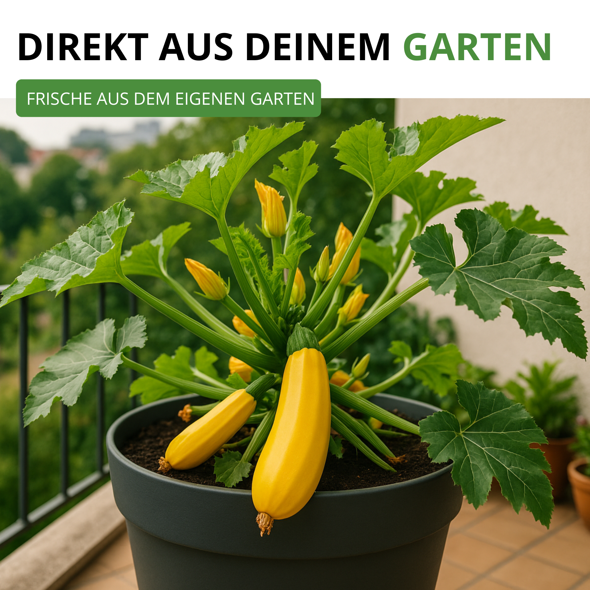 Zucchini Gold Rush F1