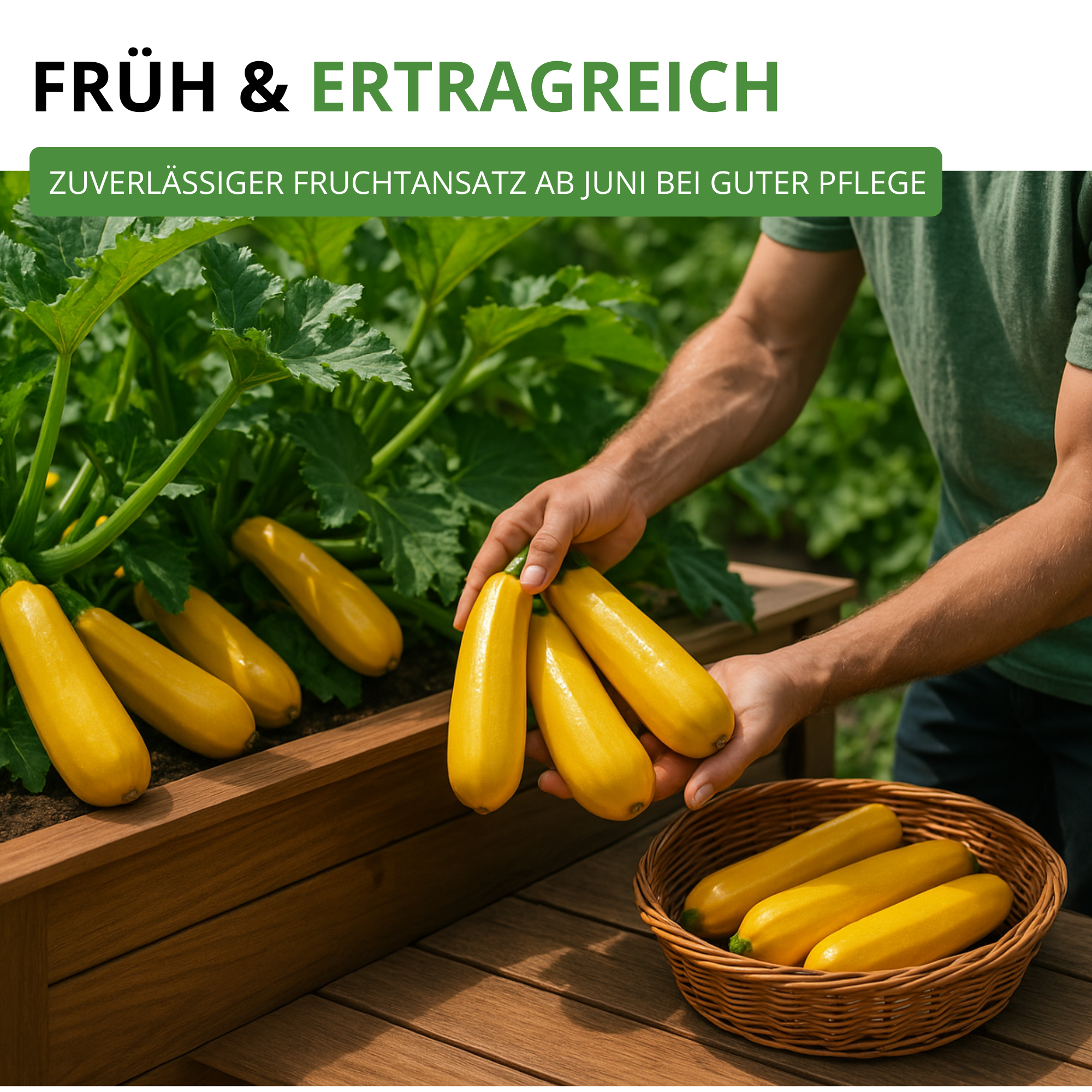 Zucchini Gold Rush F1