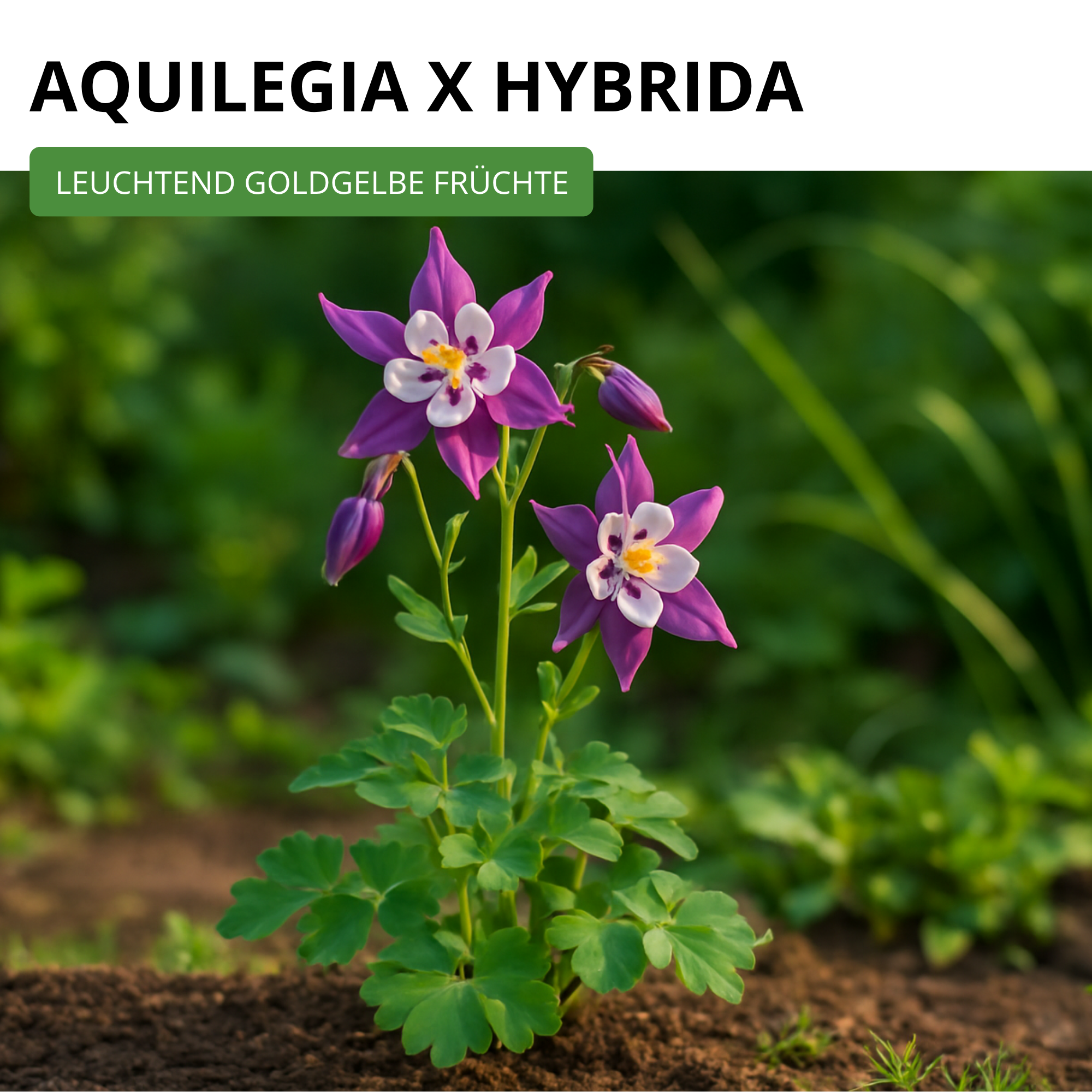 Akelei Mrs. Scott Elliot Mix