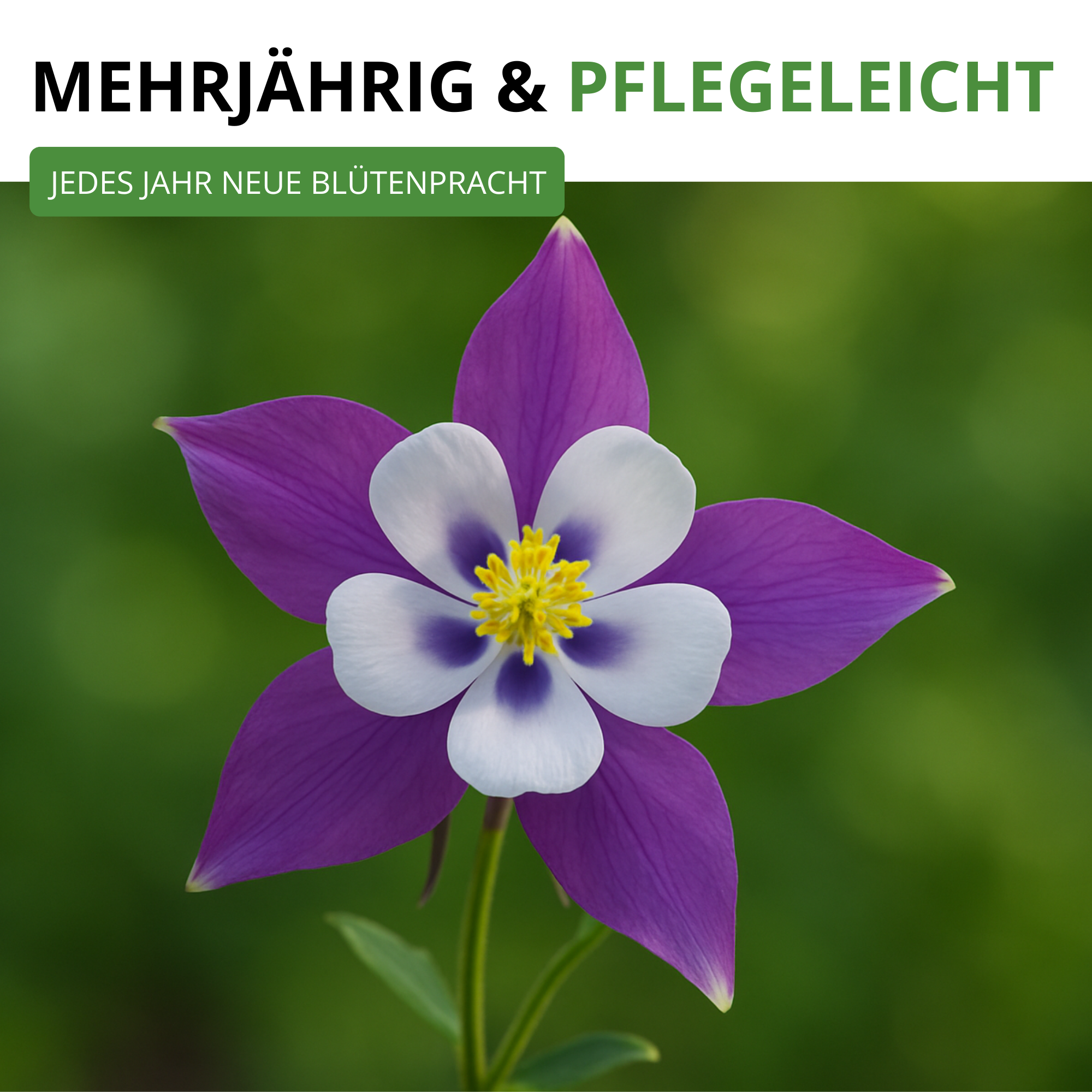 Akelei Mrs. Scott Elliot Mix