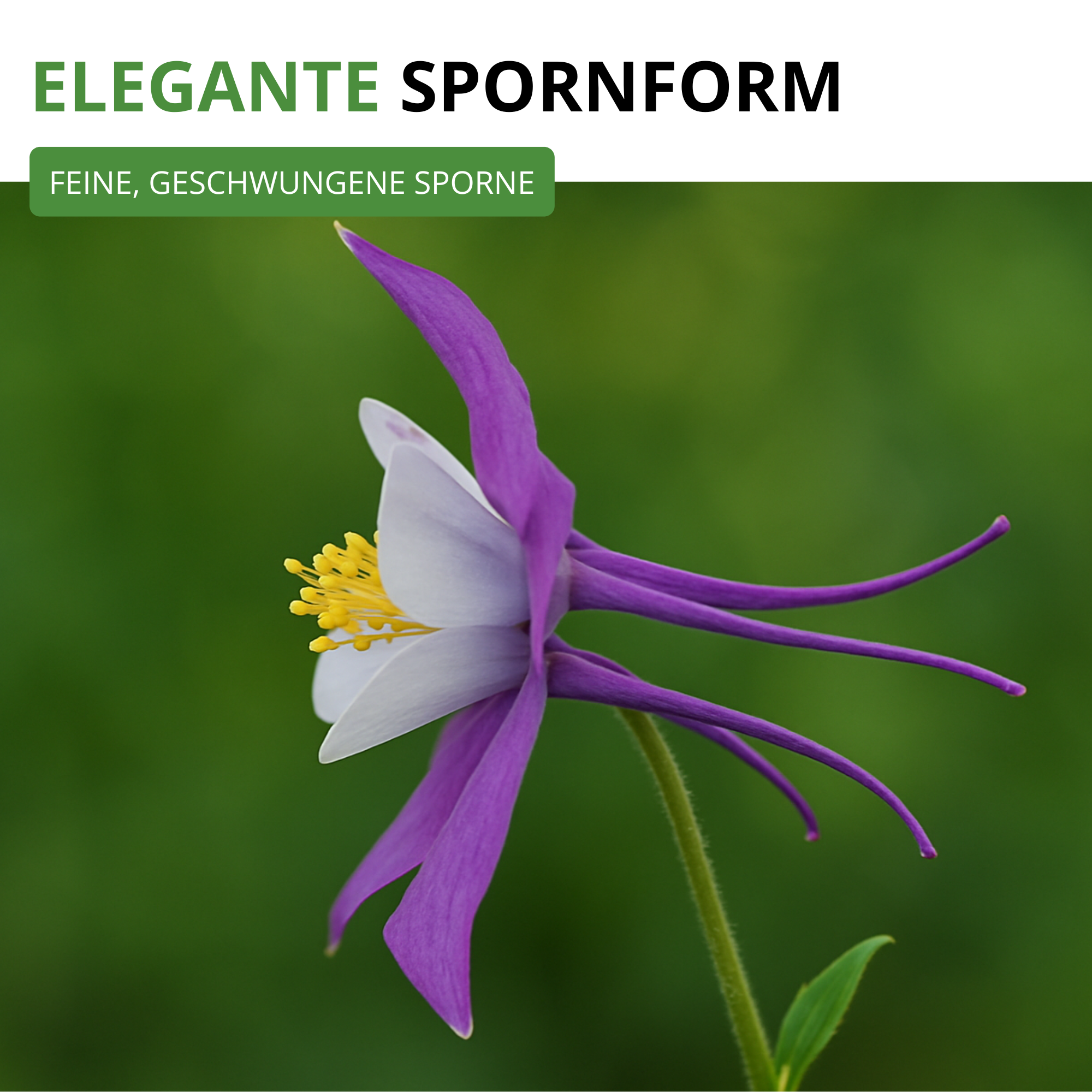 Akelei Mrs. Scott Elliot Mix