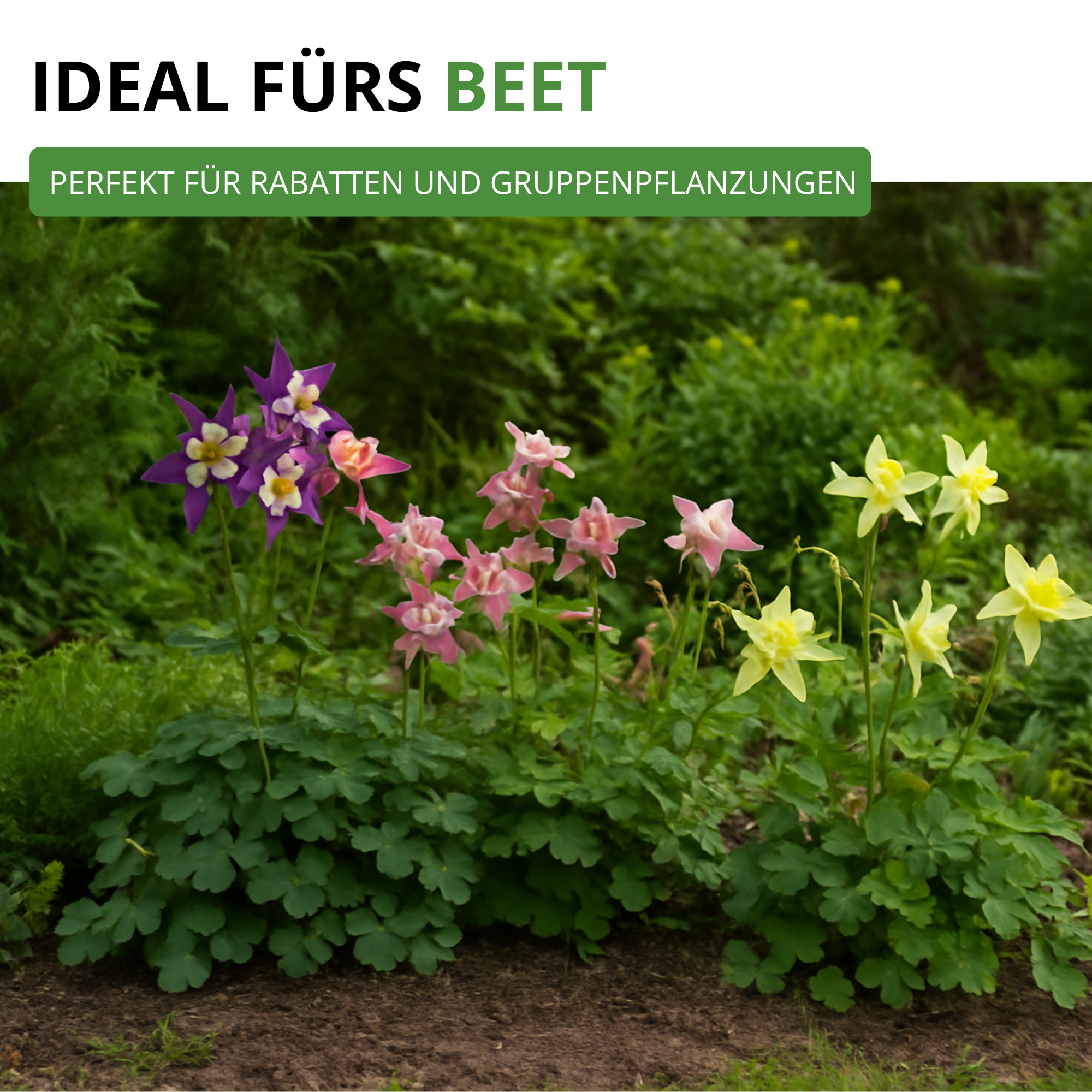 Akelei Mrs. Scott Elliot Mix