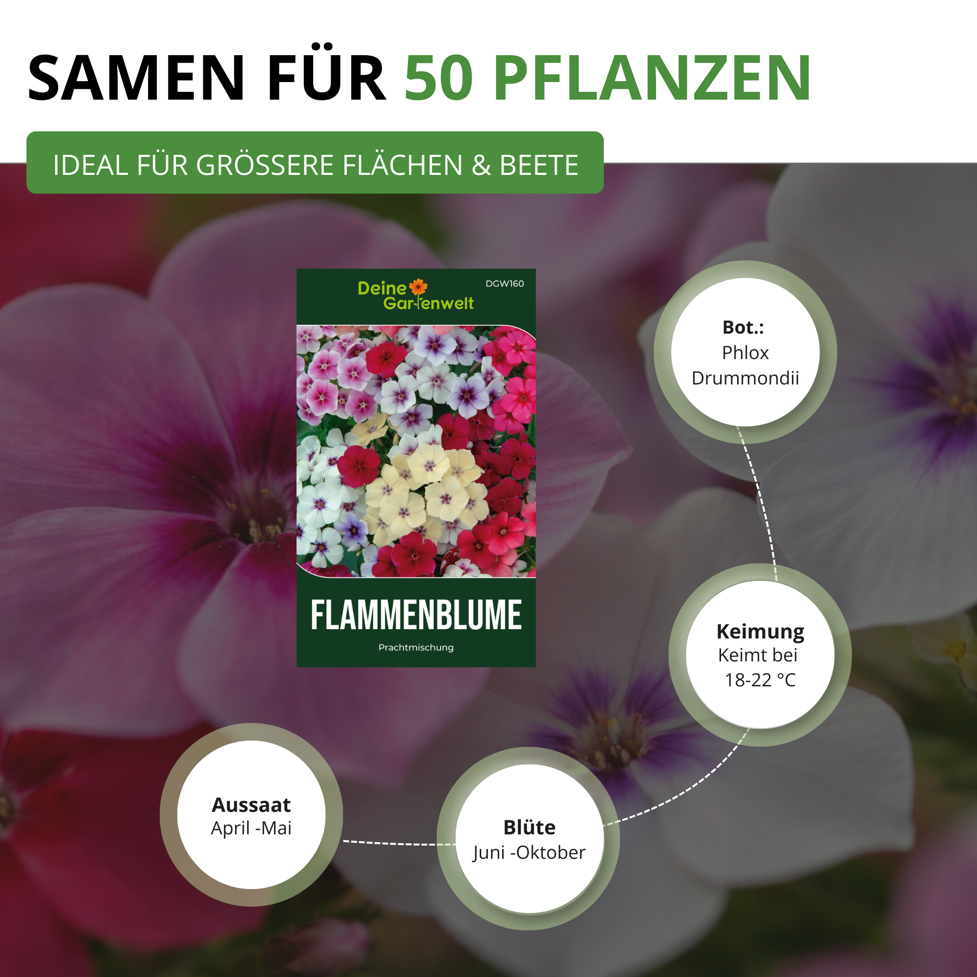 Flammenblumen Prachtmischung