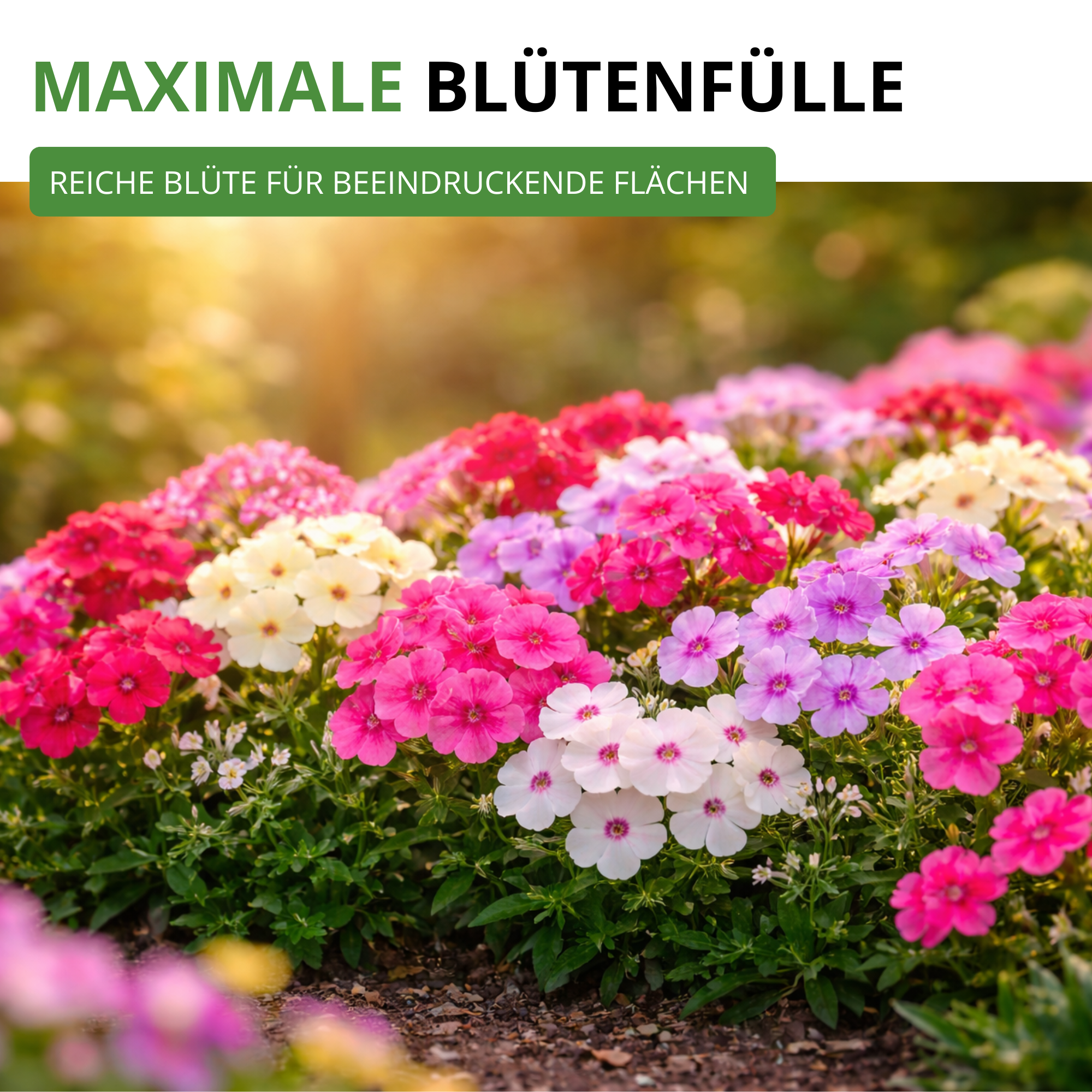 Flammenblumen Prachtmischung