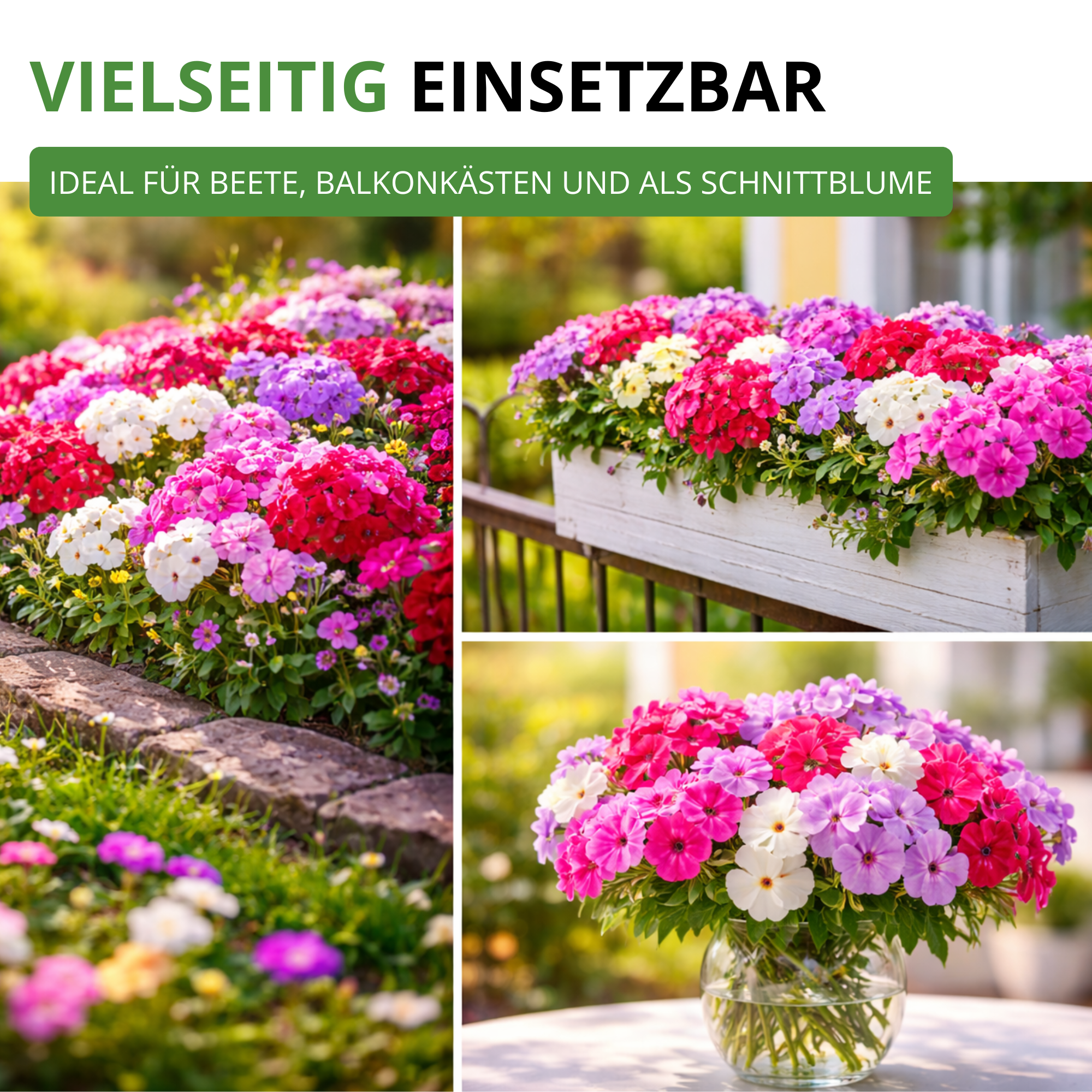 Flammenblumen Prachtmischung