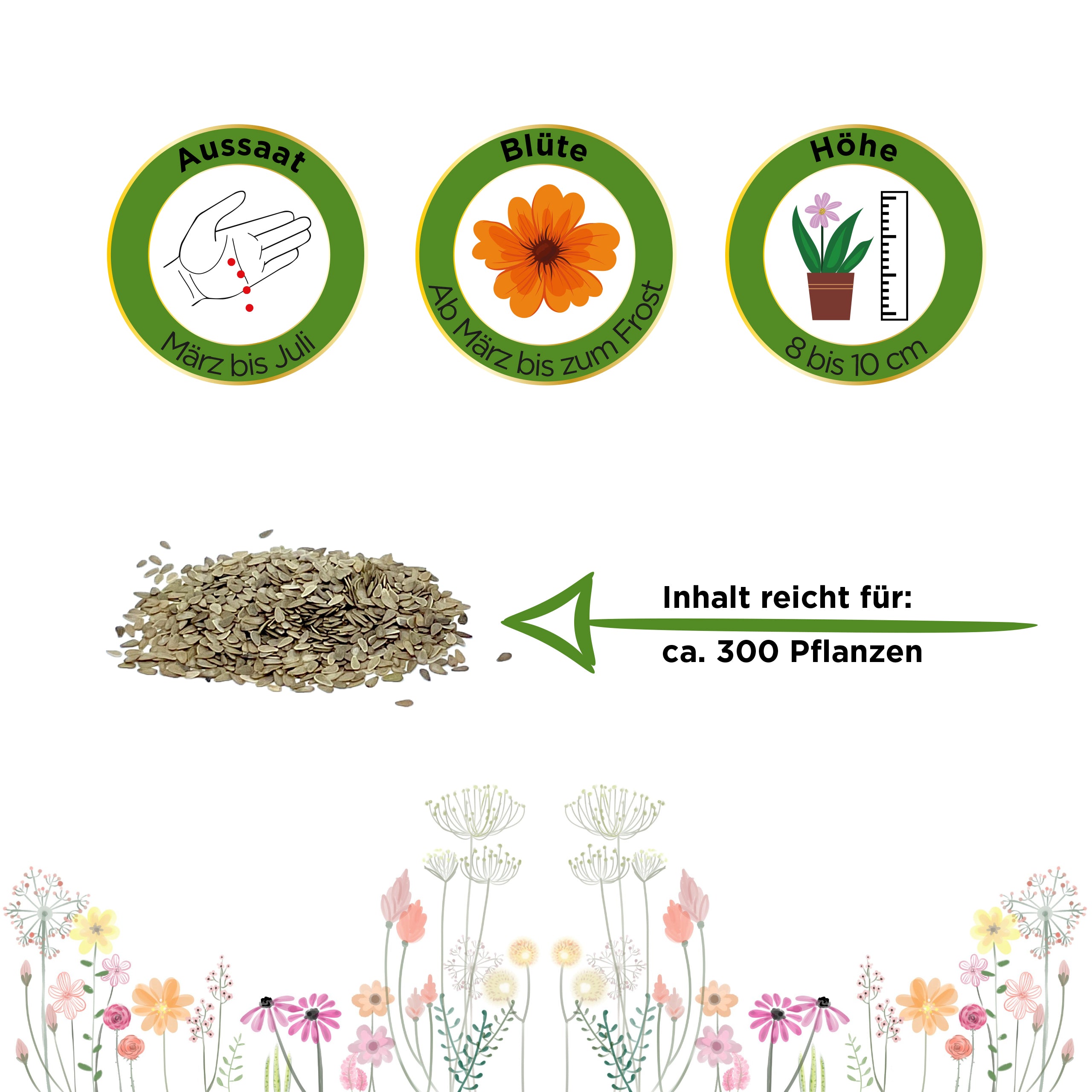 Gänseblümchen Einfach weiß