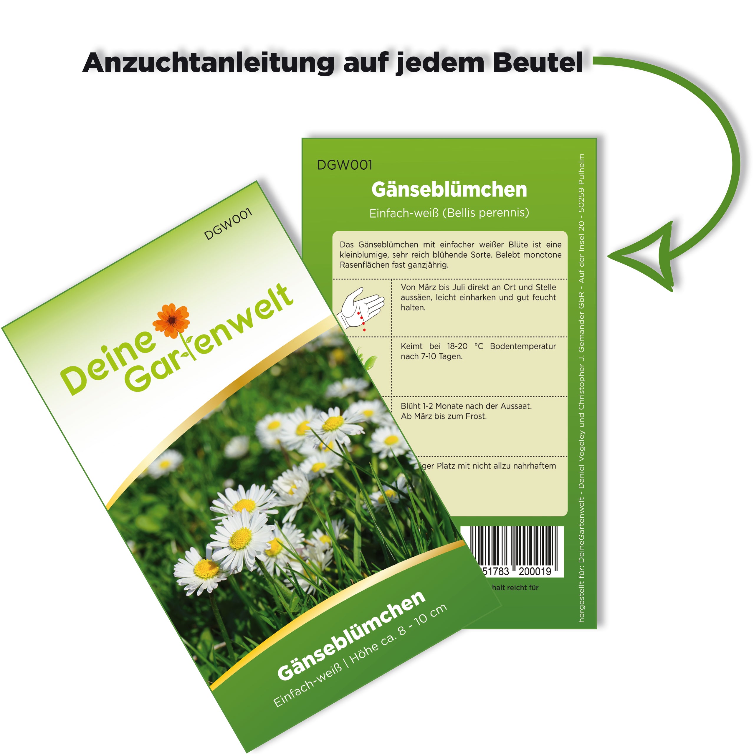 Gänseblümchen Einfach weiß