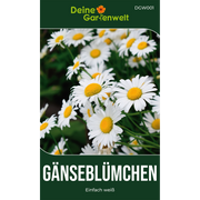Gänseblümchen Einfach weiß