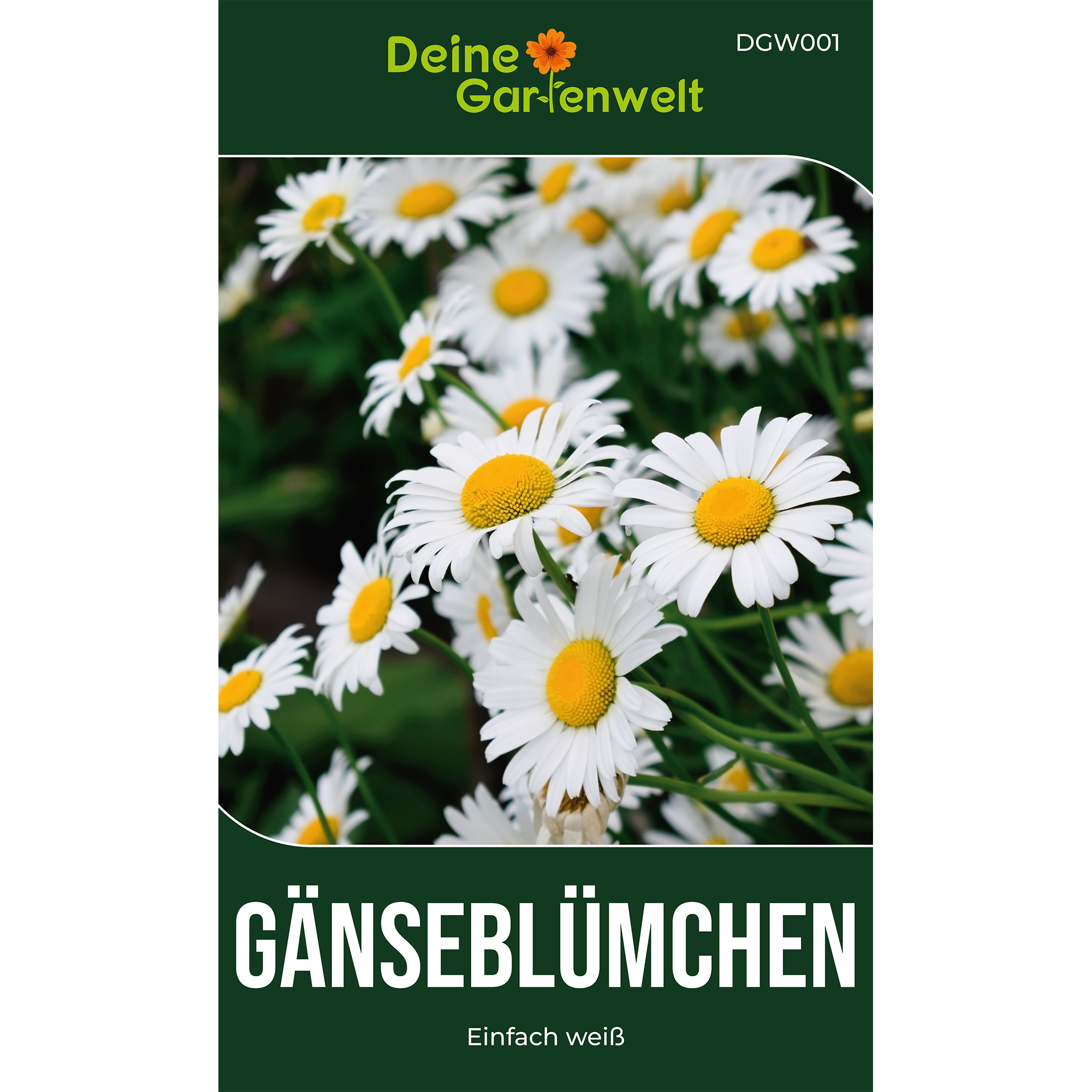 Gänseblümchen Einfach weiß