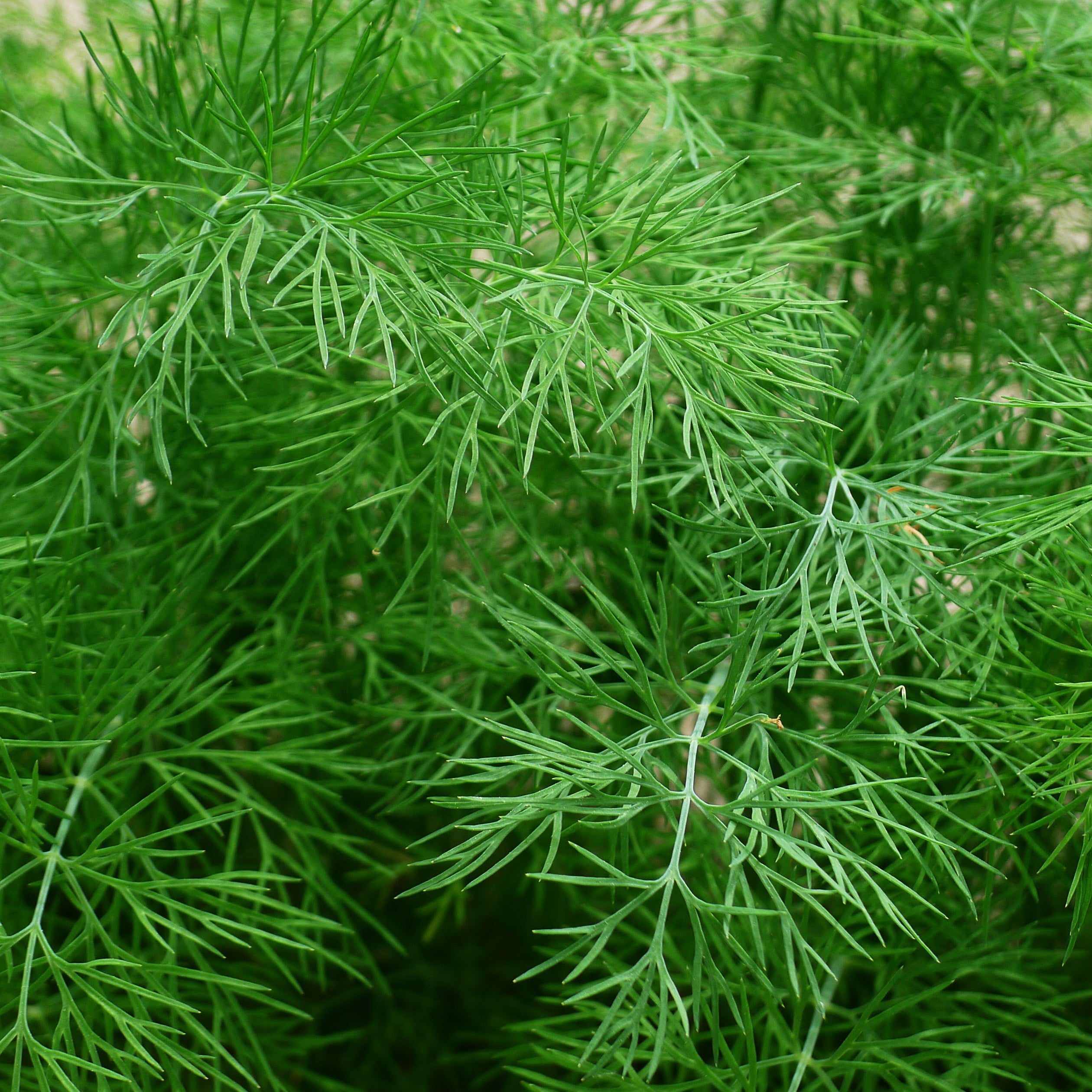 Dill Gewöhnlicher