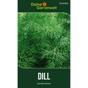 Dill Gewöhnlicher