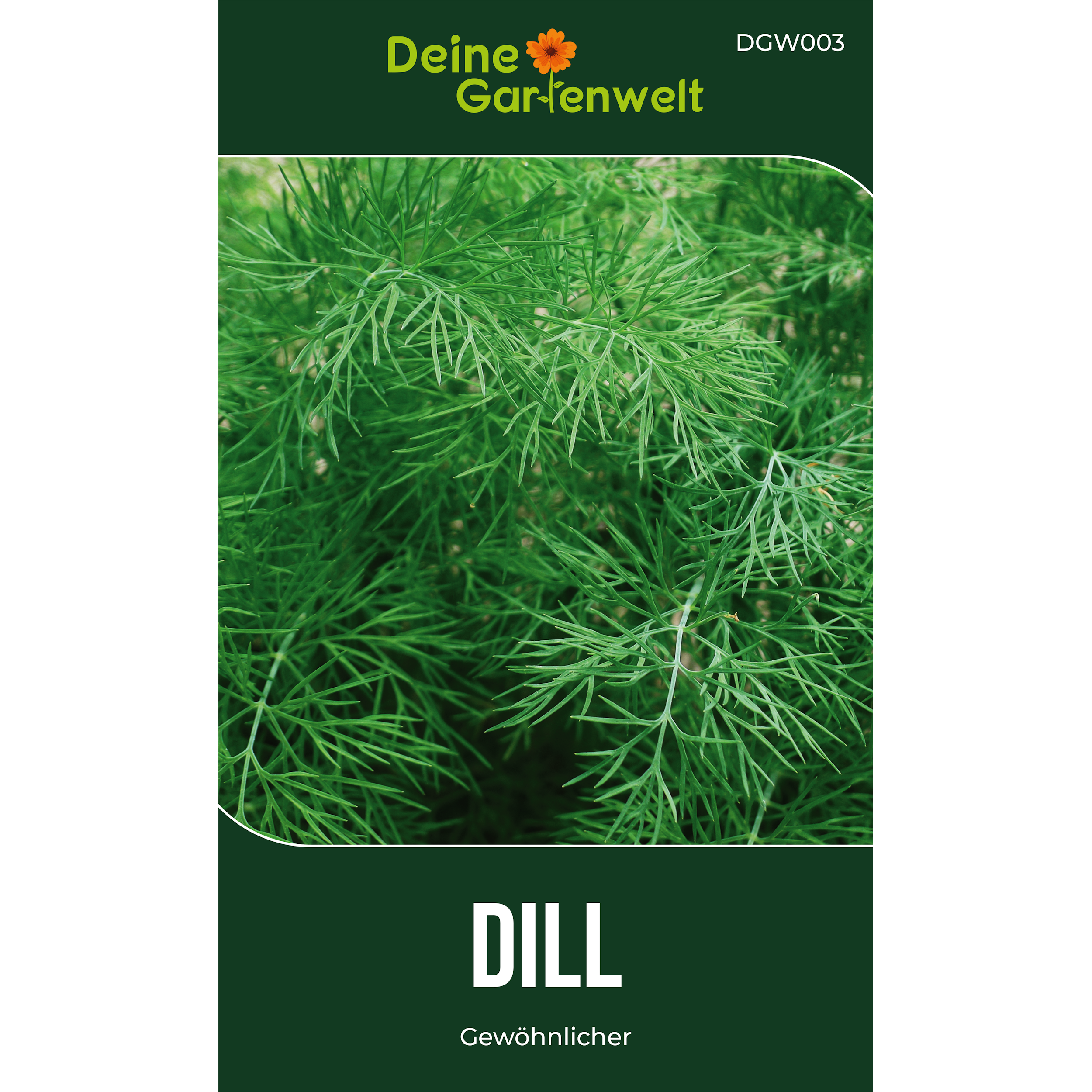 Dill Gewöhnlicher