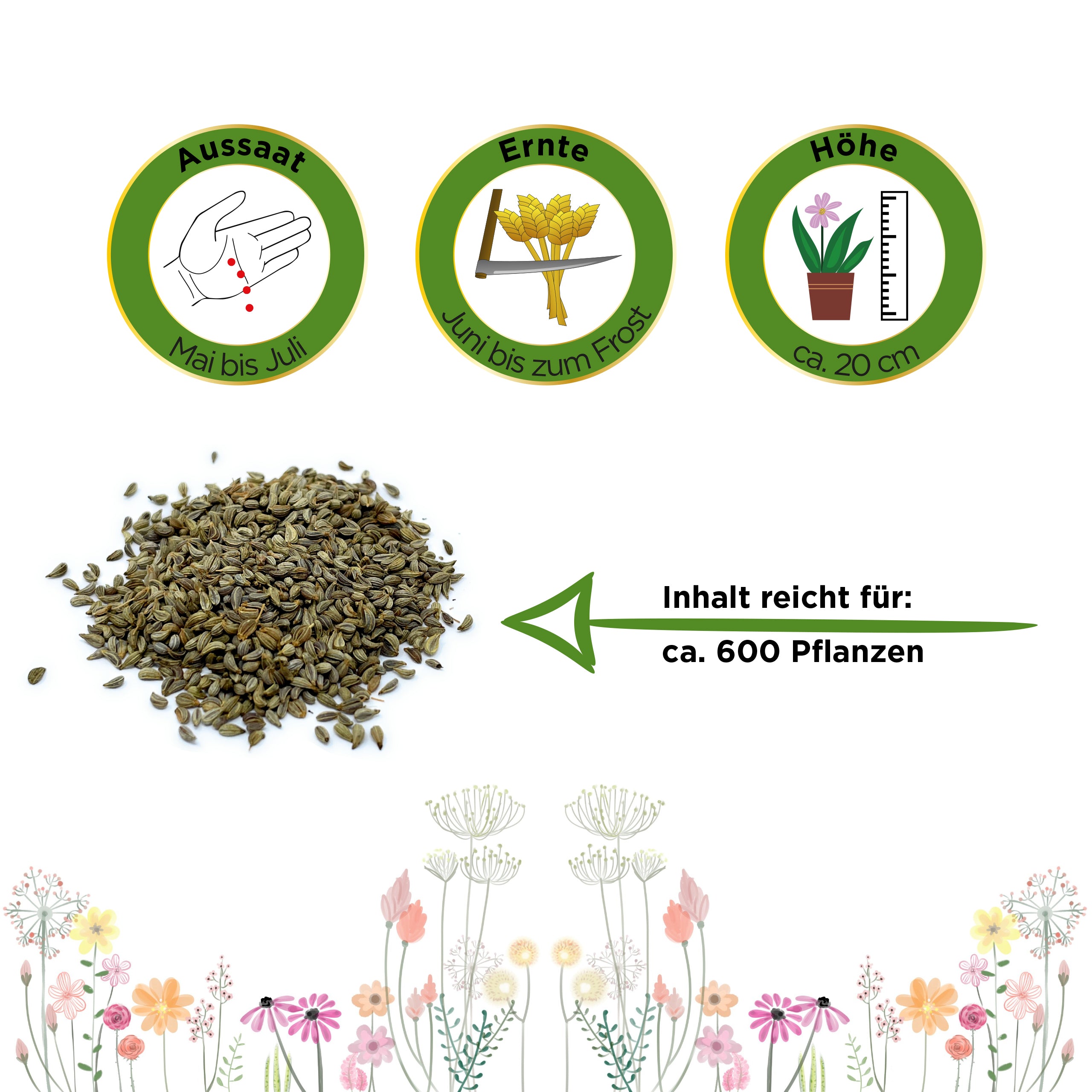 Petersilie Mooskrause 2