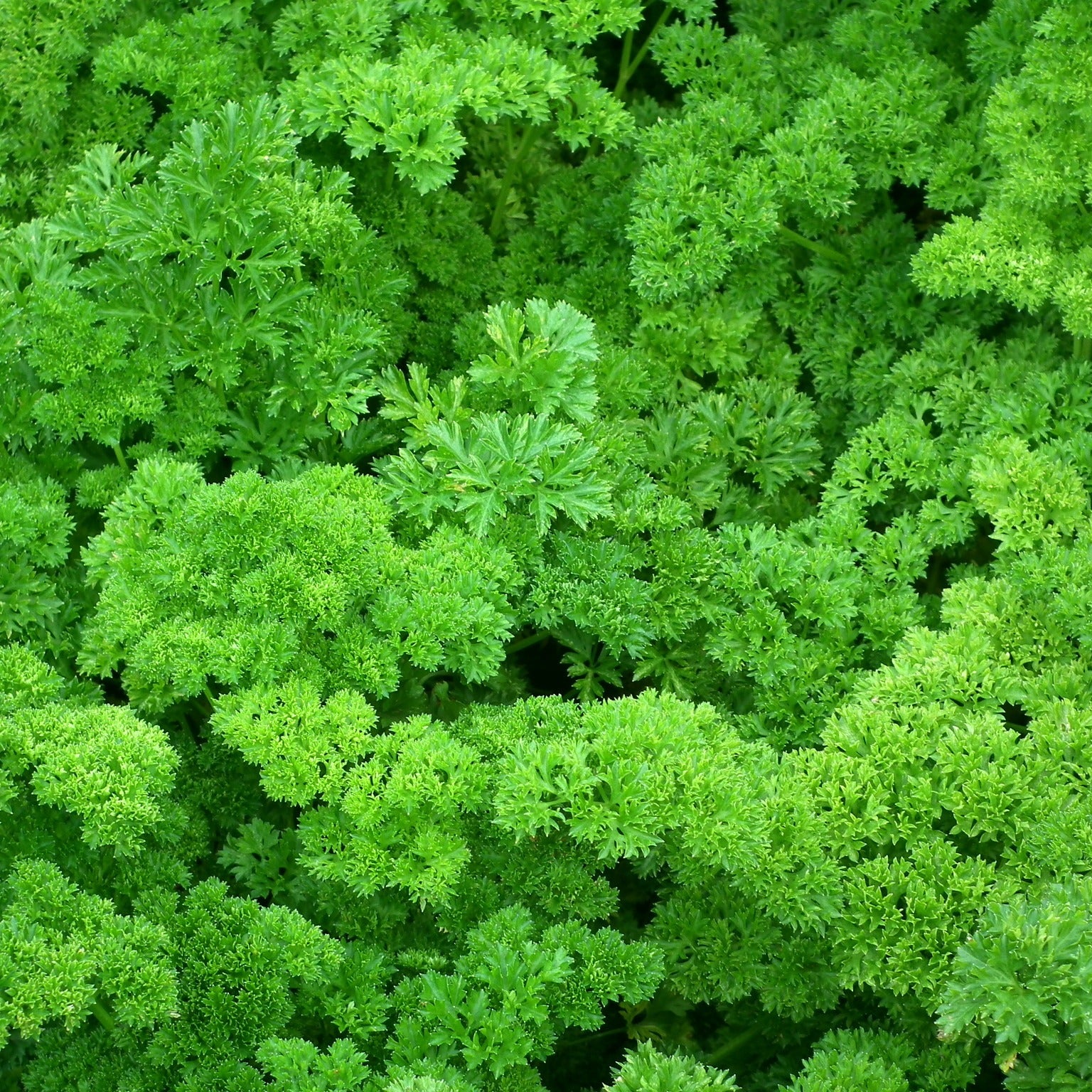 Petersilie Mooskrause 2