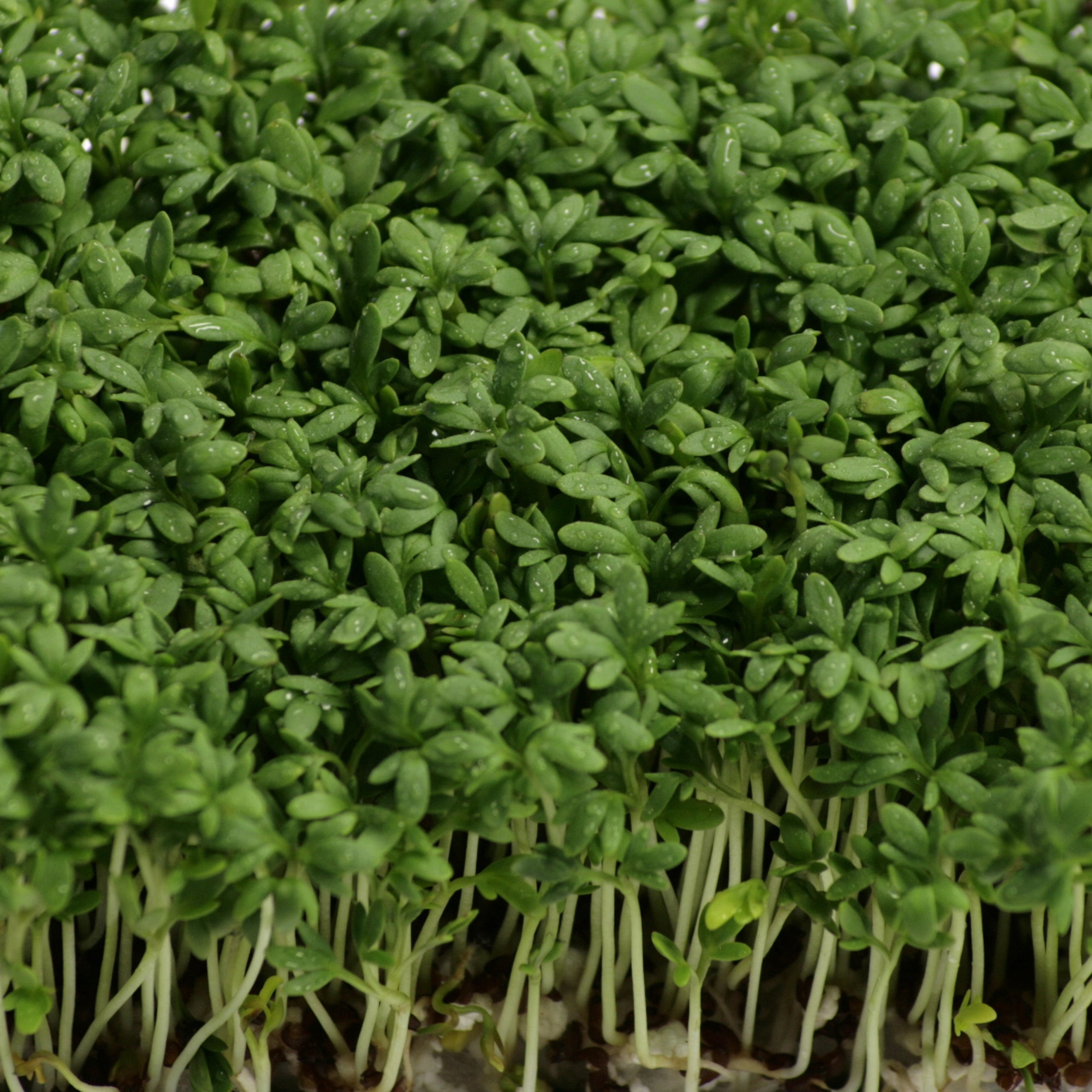 Gartenkresse Einfache Grüne