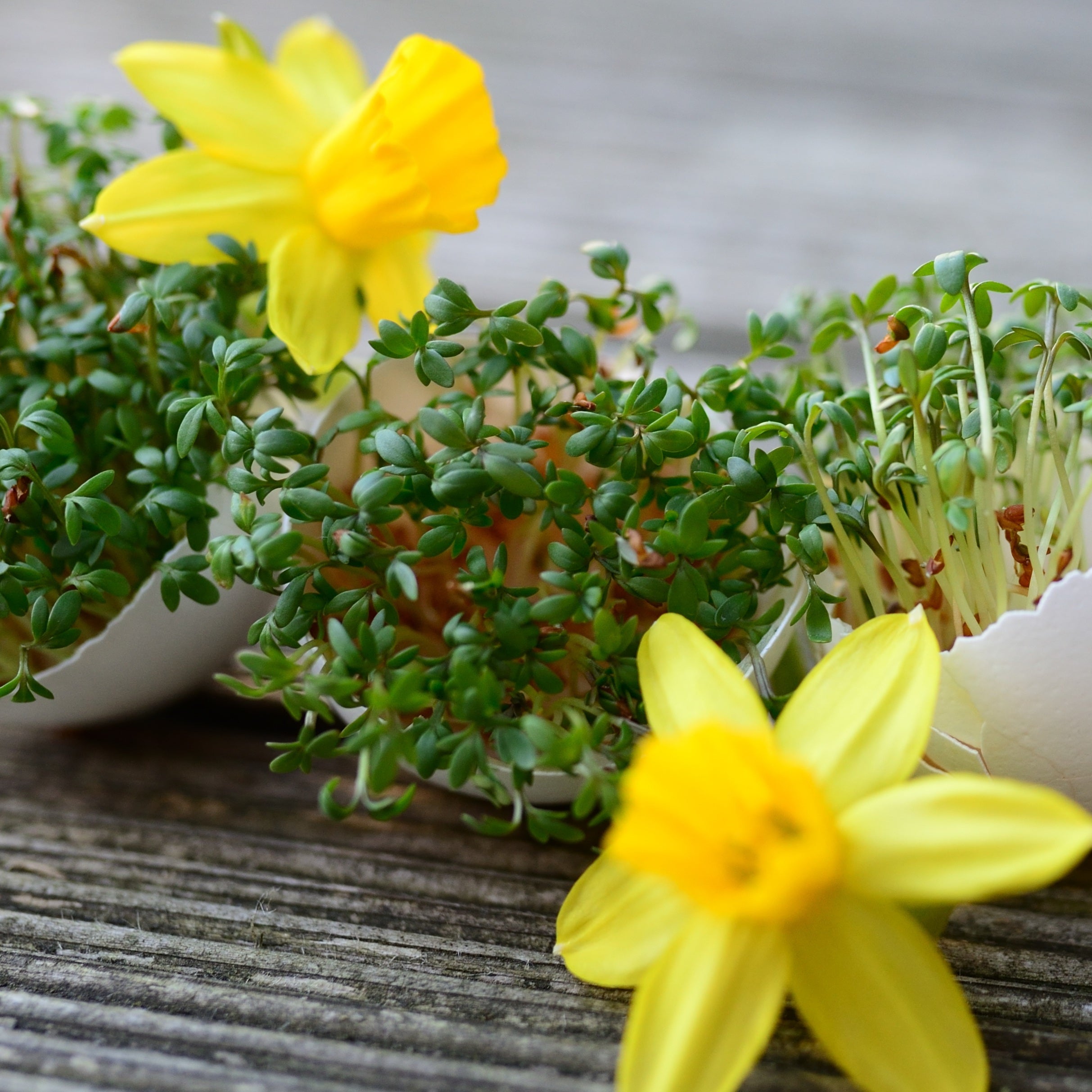 Gartenkresse Einfache Grüne