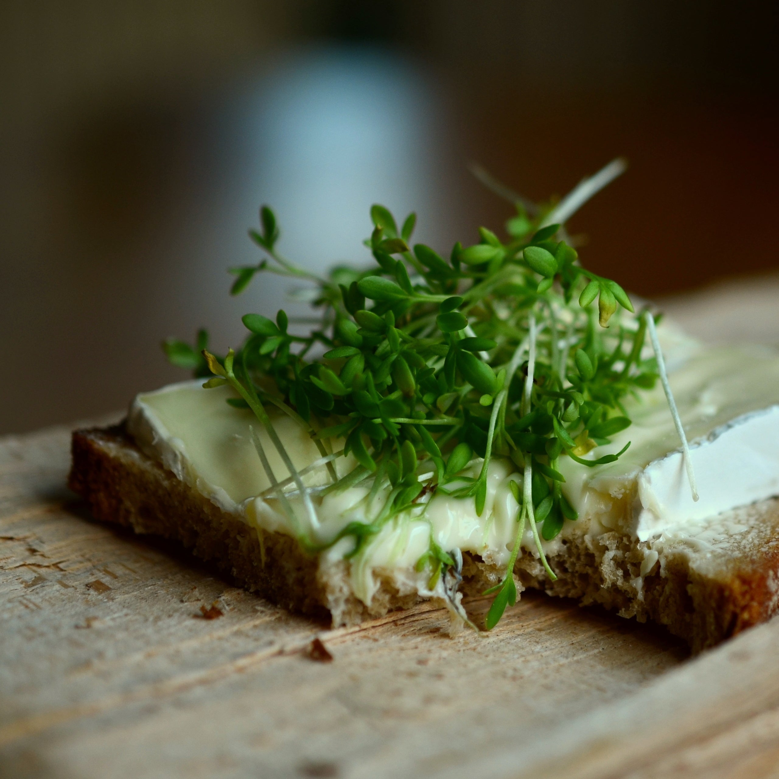 Gartenkresse Einfache Grüne