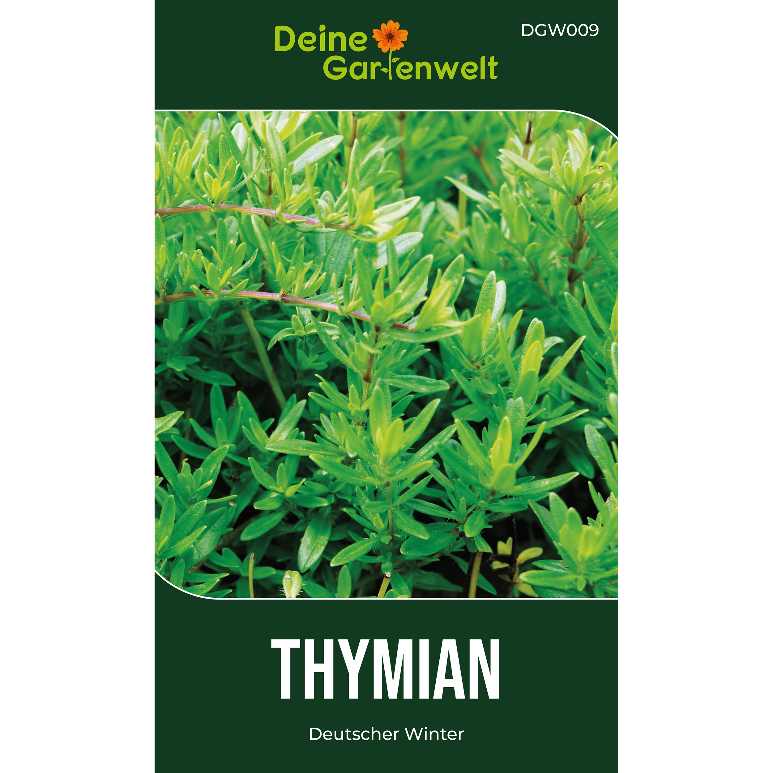Thymian Deutscher Winter