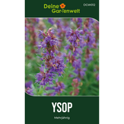 Ysop