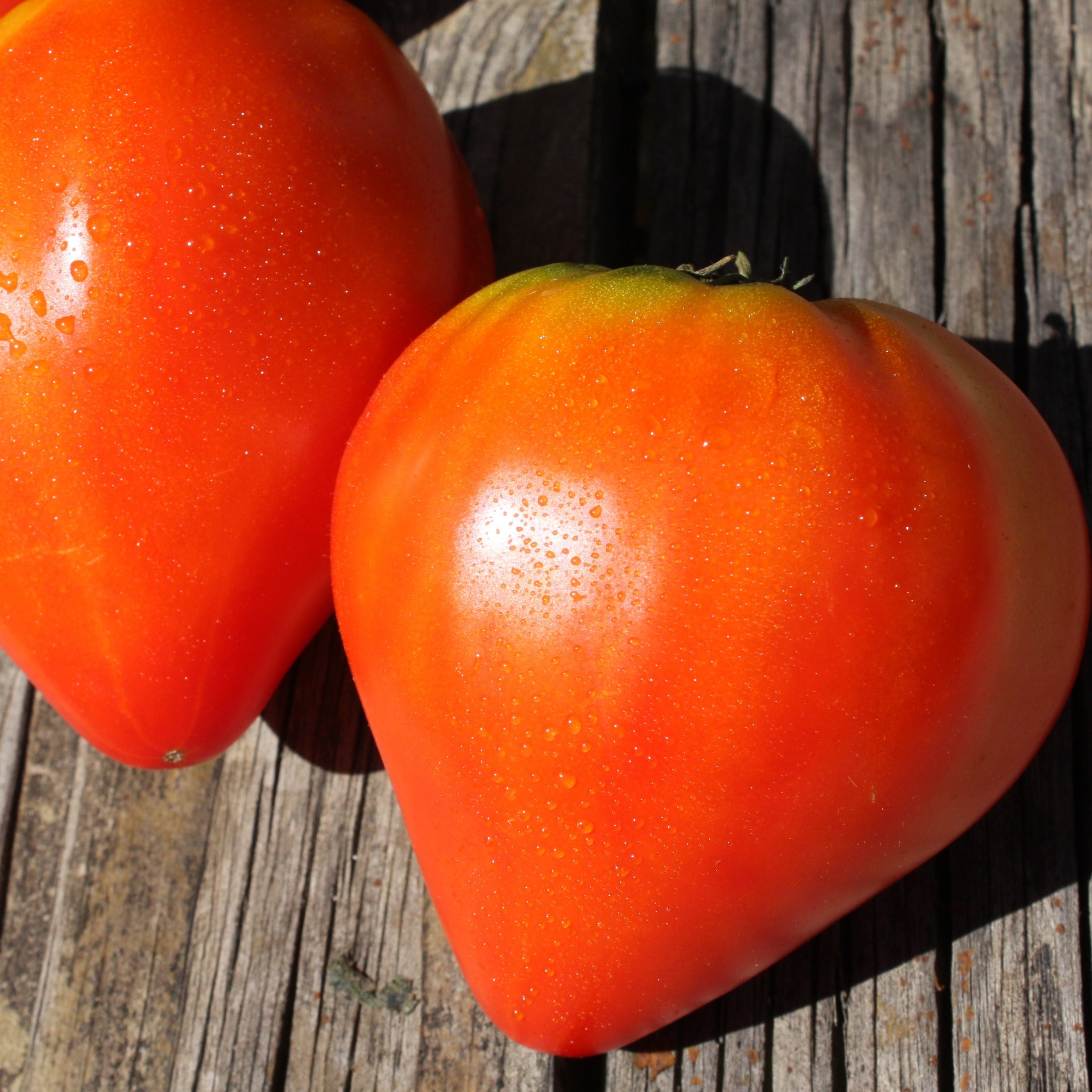 Fleischtomate Oxheart (Ochsenherz)