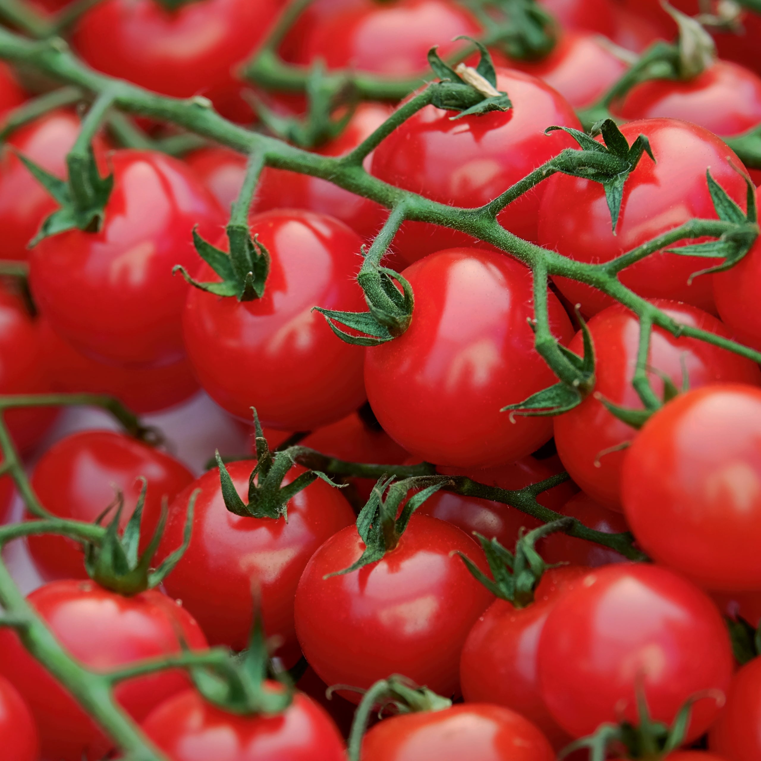 Stabtomate Sweetbaby