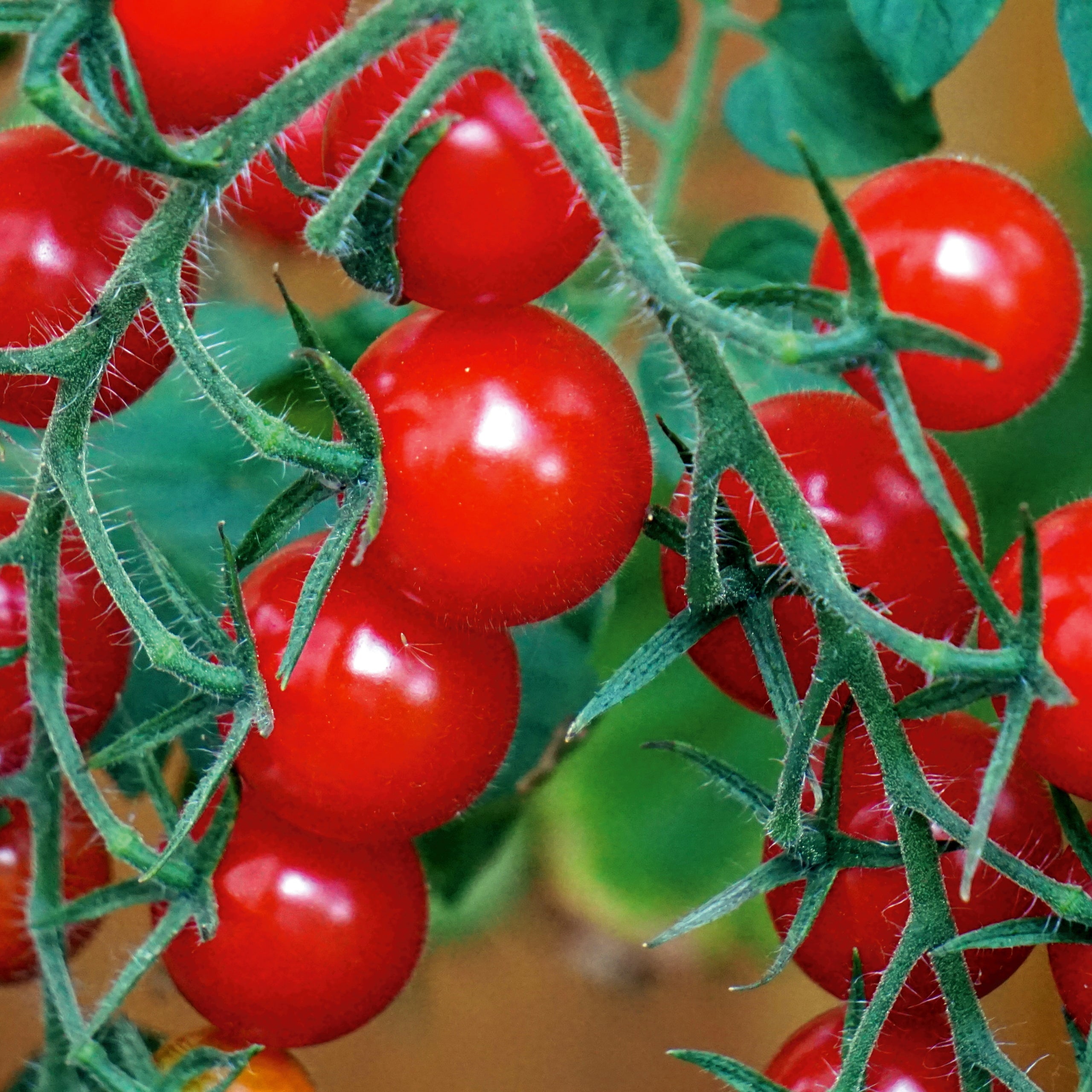 Balkontomate rot Balkonzauber