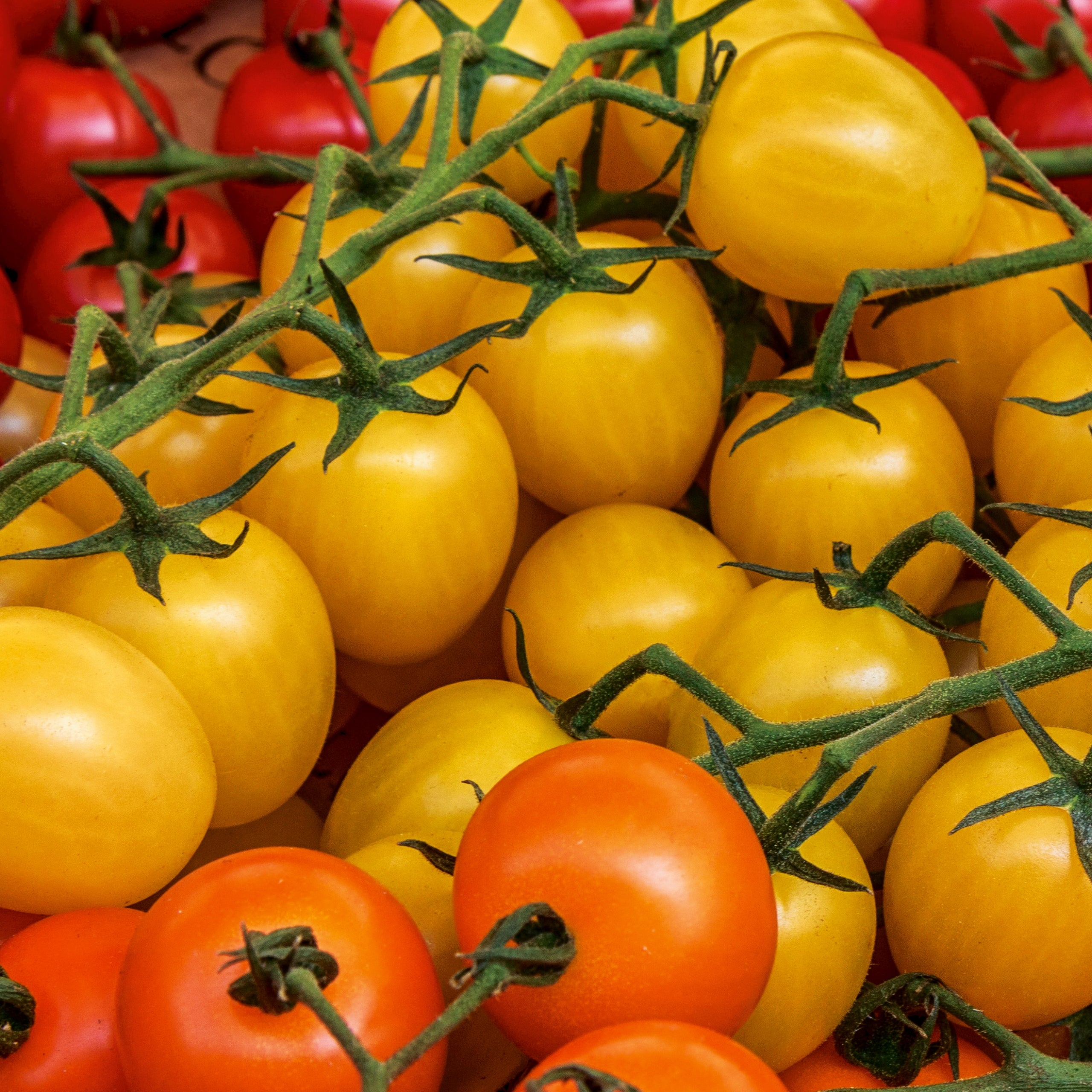 Balkontomate gelb Cereza Amarilla