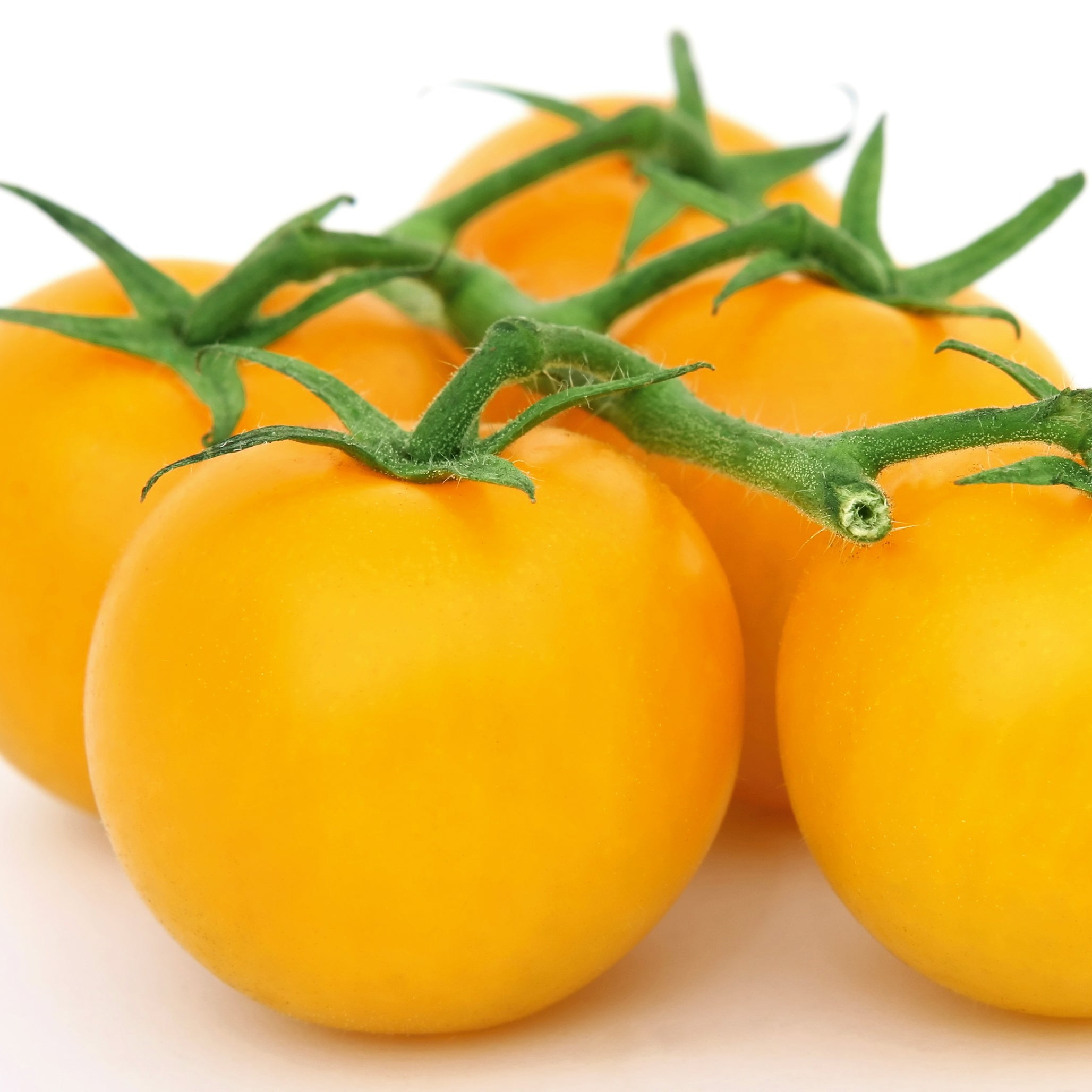 Stabtomate Goldene Königin