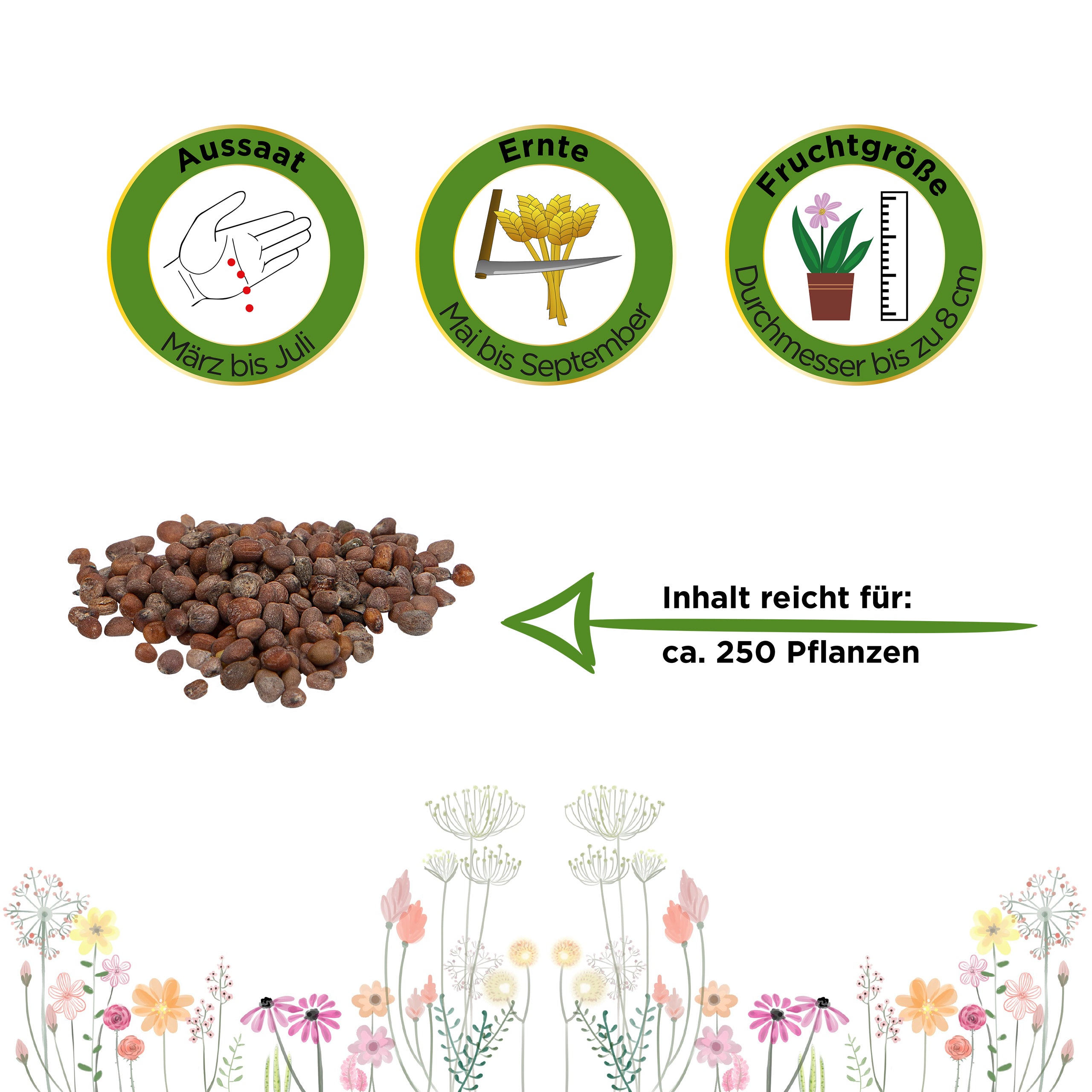 Radieschen Riesenbutter