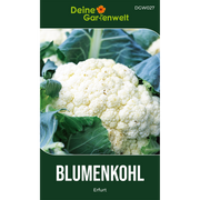 Blumenkohl Erfurt