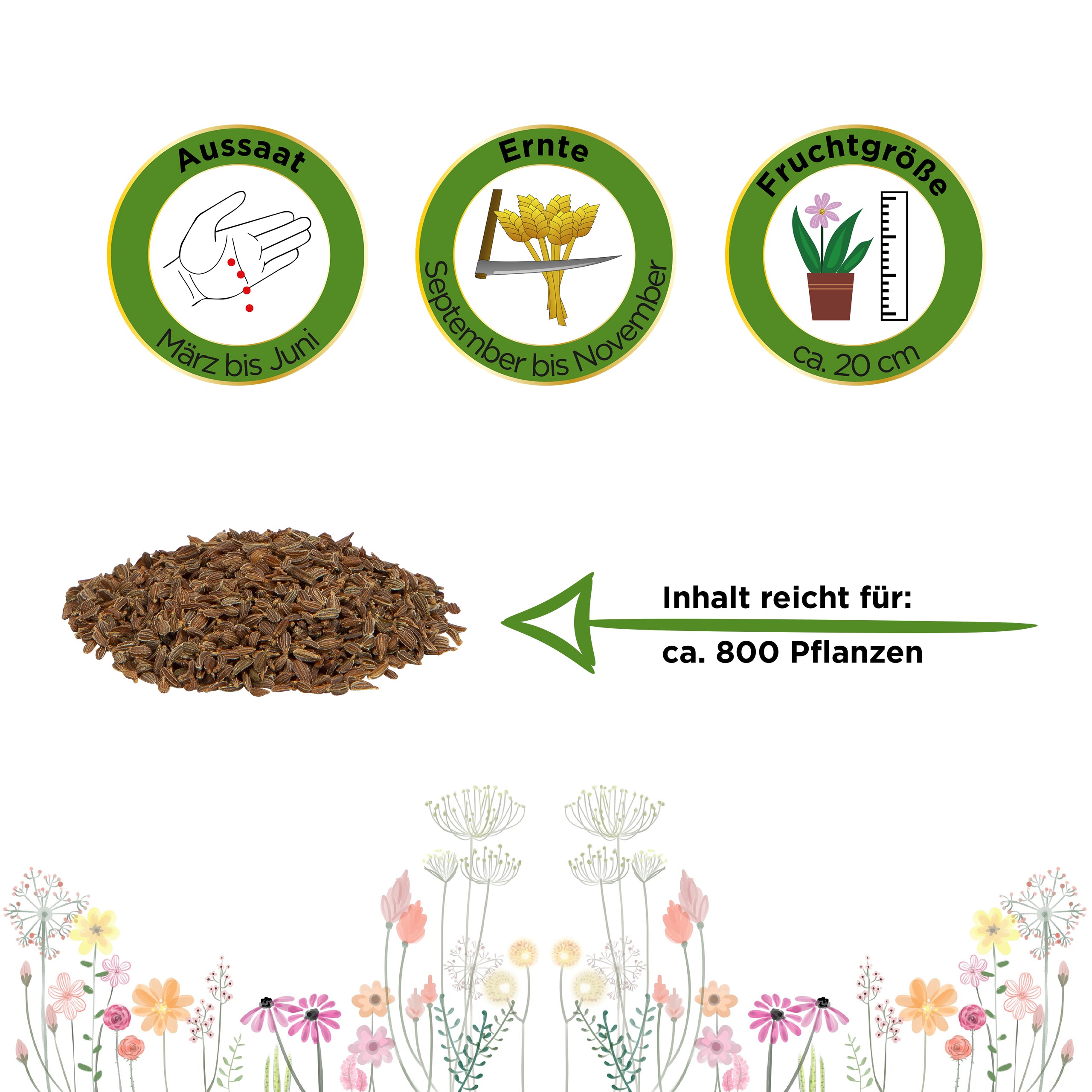 Möhren lange rote Stumpfe ohne Herz 2