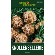 Knollensellerie Goliath