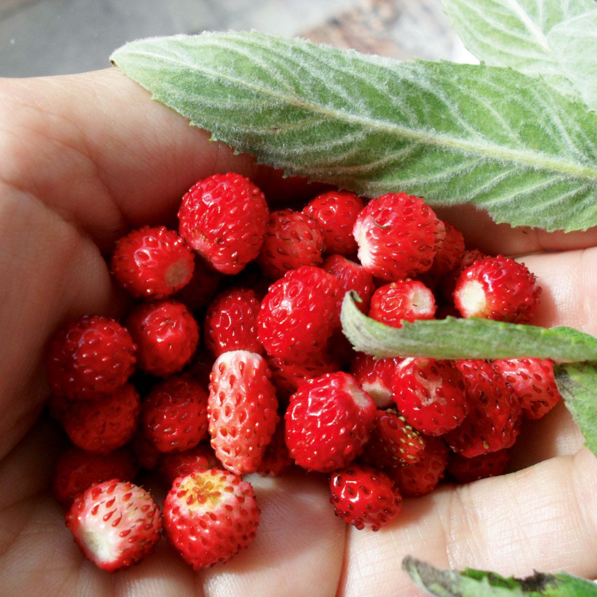 Monatserdbeeren Rügen