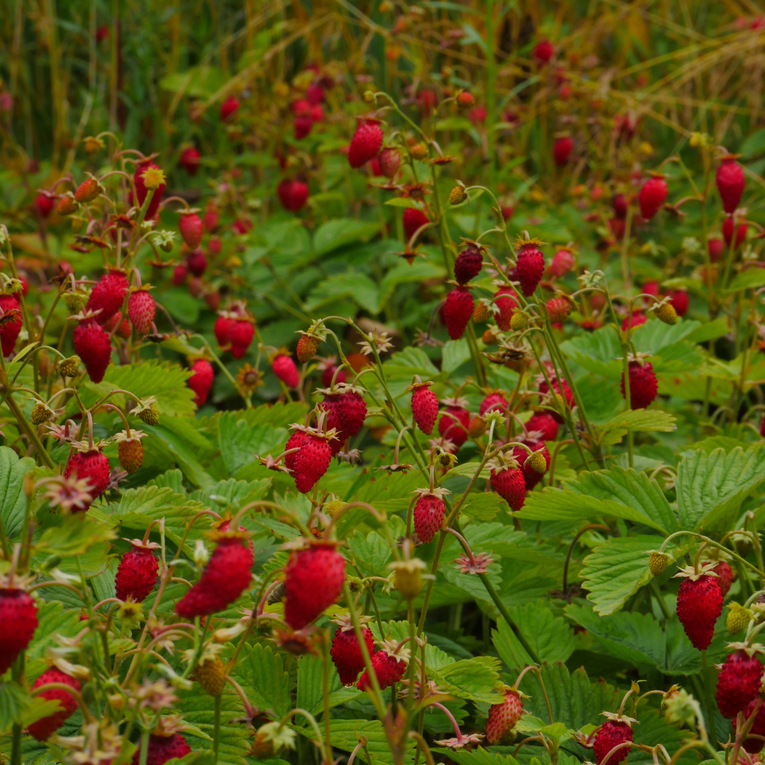 Monatserdbeeren Rügen