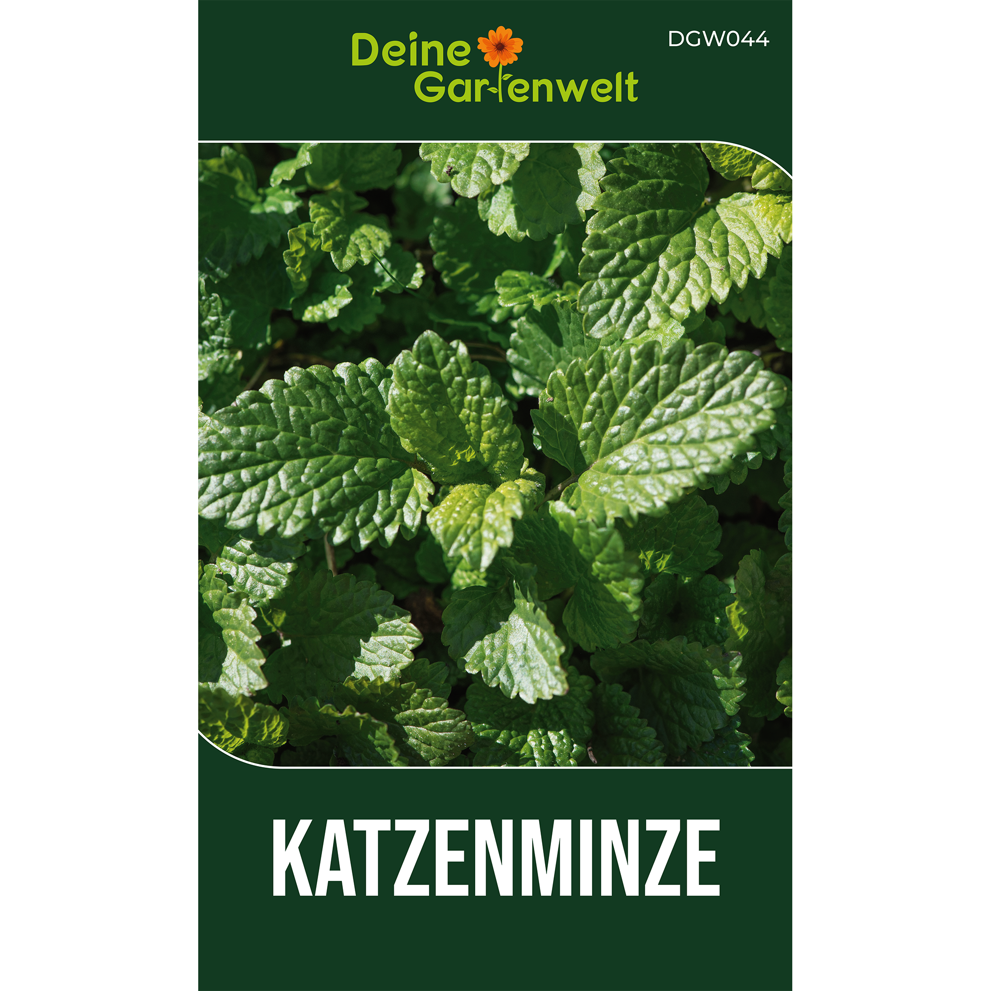 Katzenminze