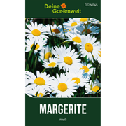 Margerite weiß