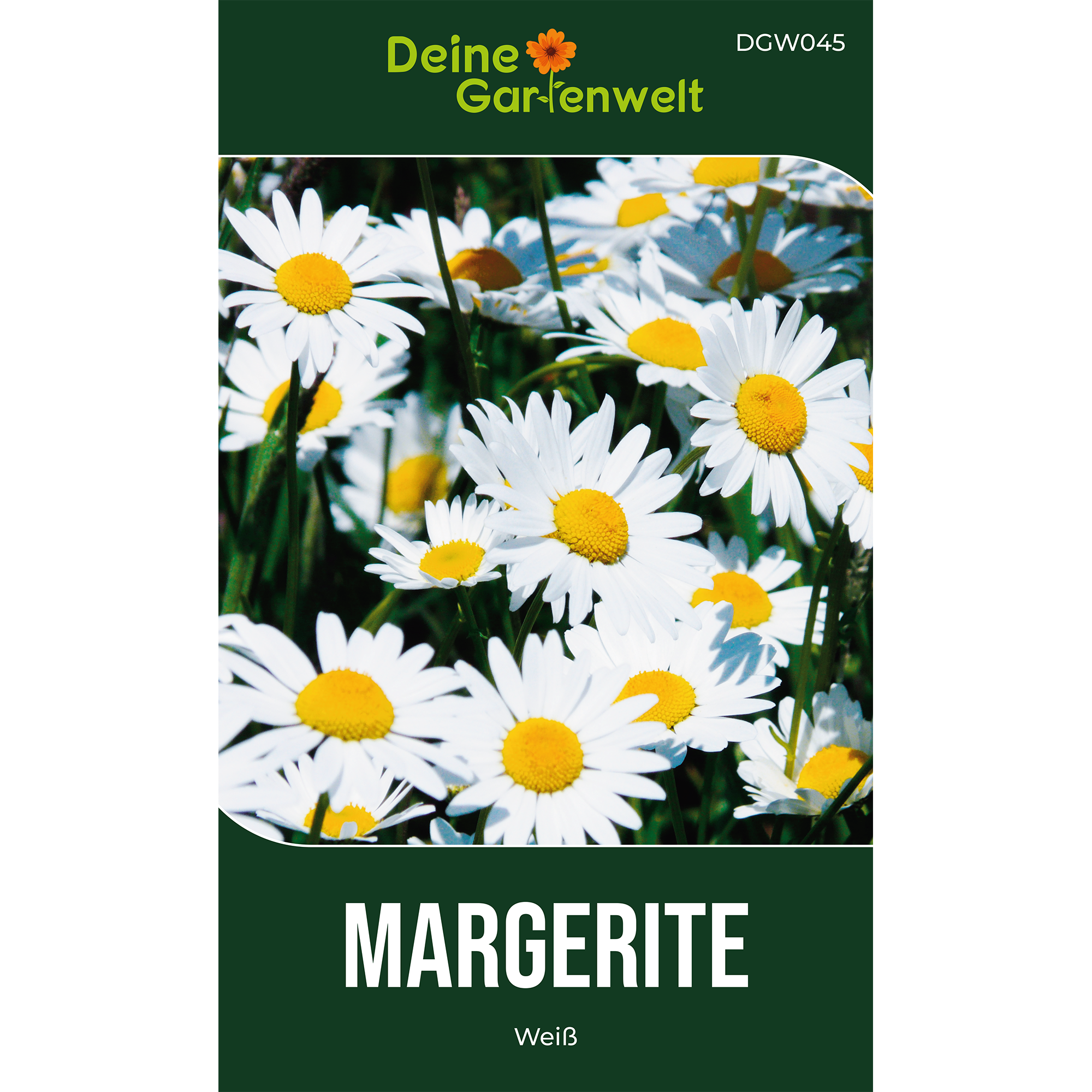 Margerite weiß