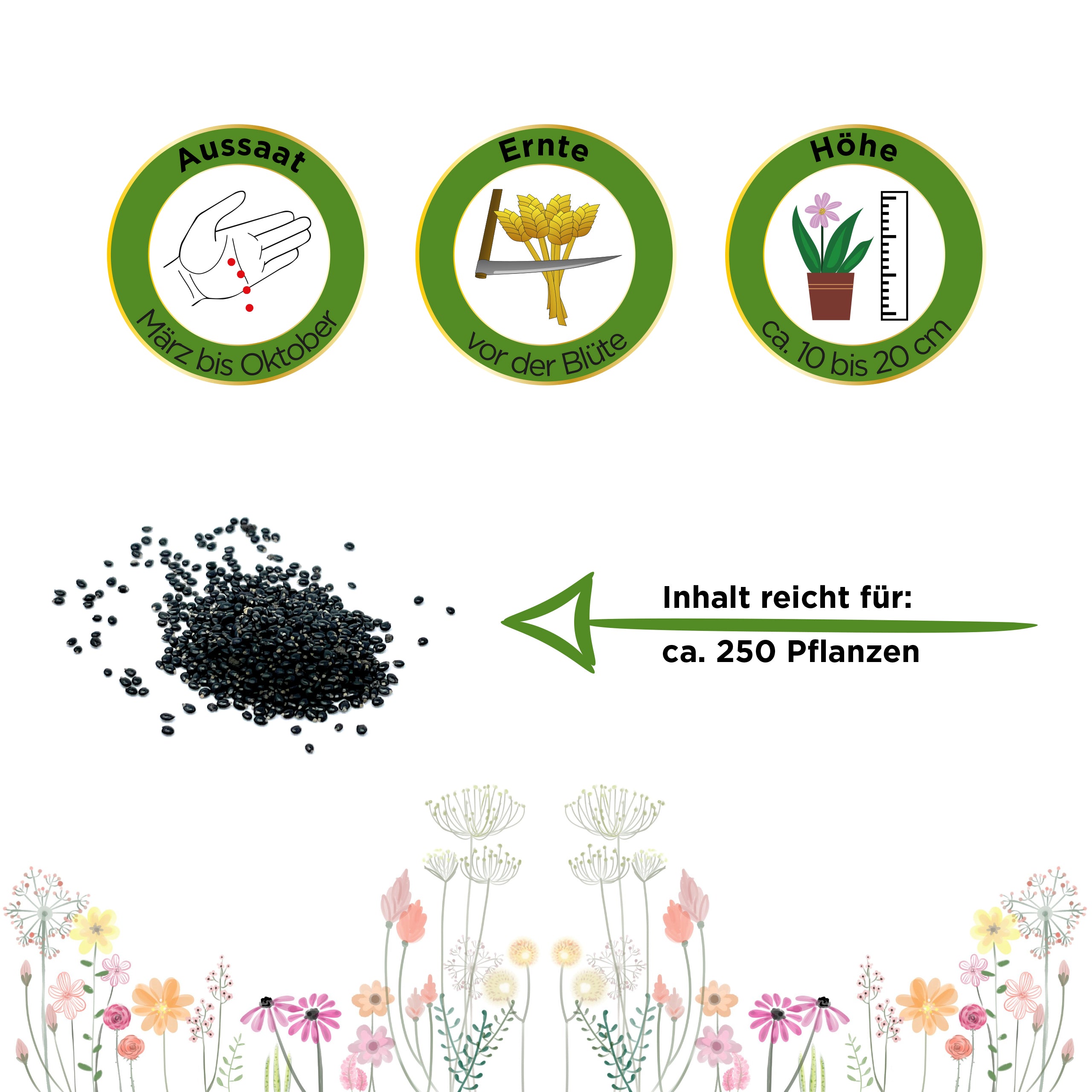 Winterpostelein Winterportulak