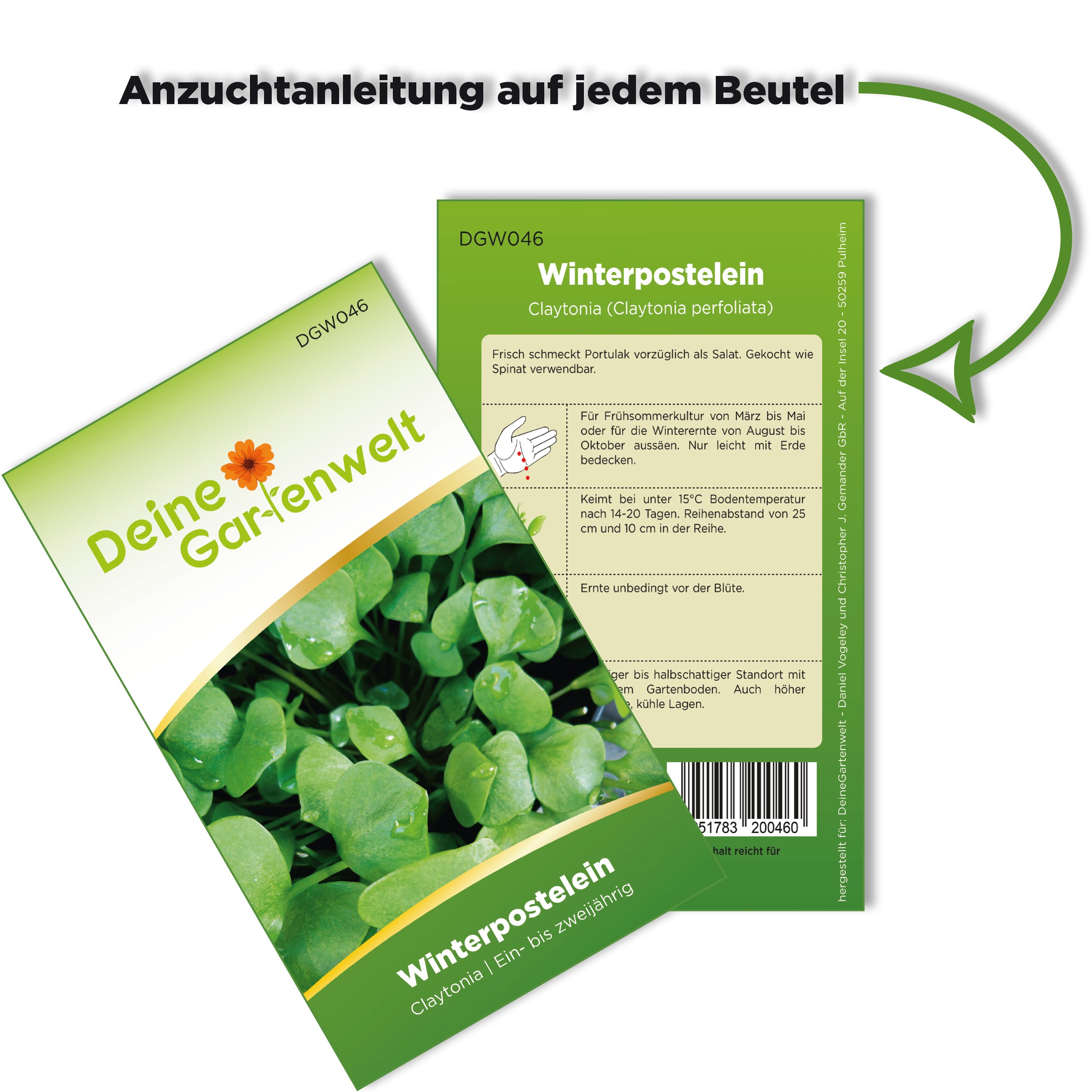 Winterpostelein Winterportulak