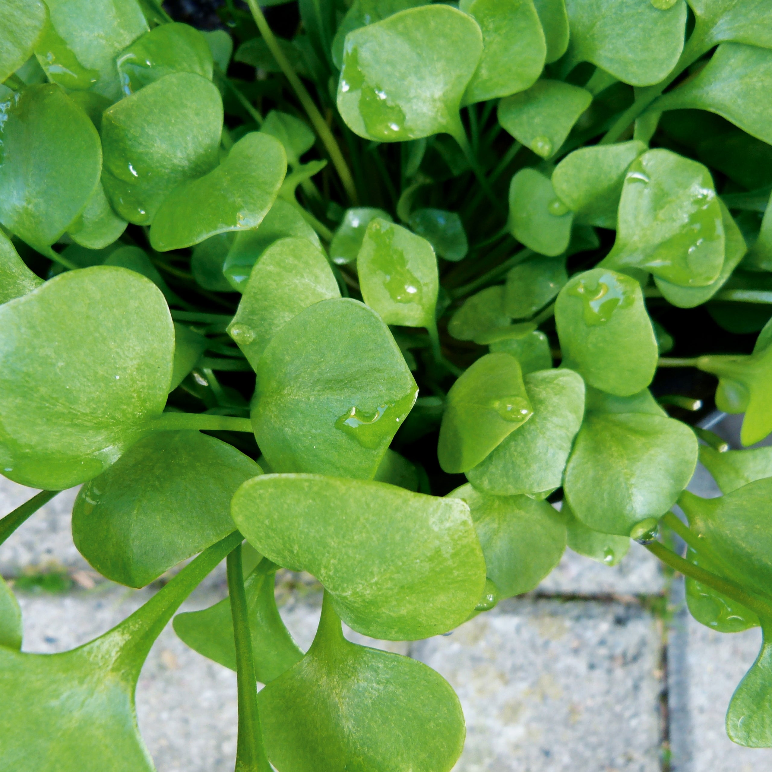 Winterpostelein Winterportulak