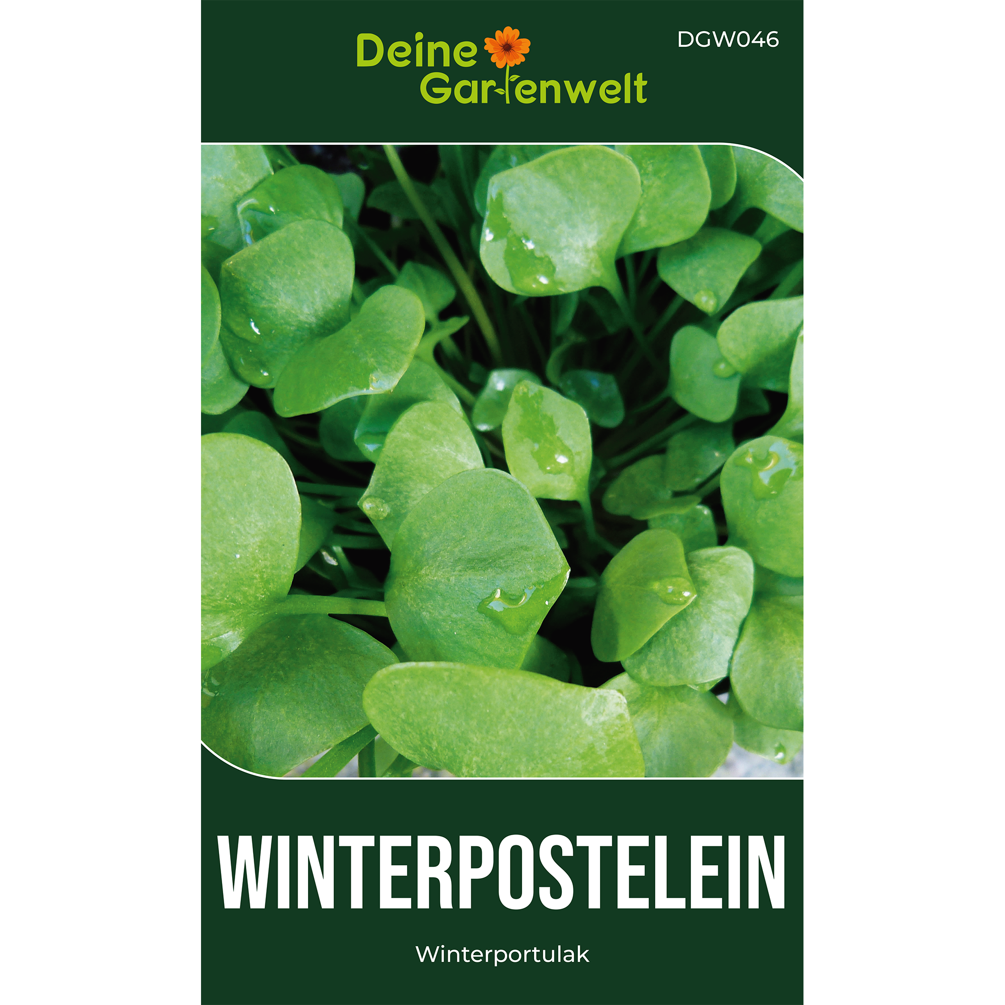 Winterpostelein Winterportulak